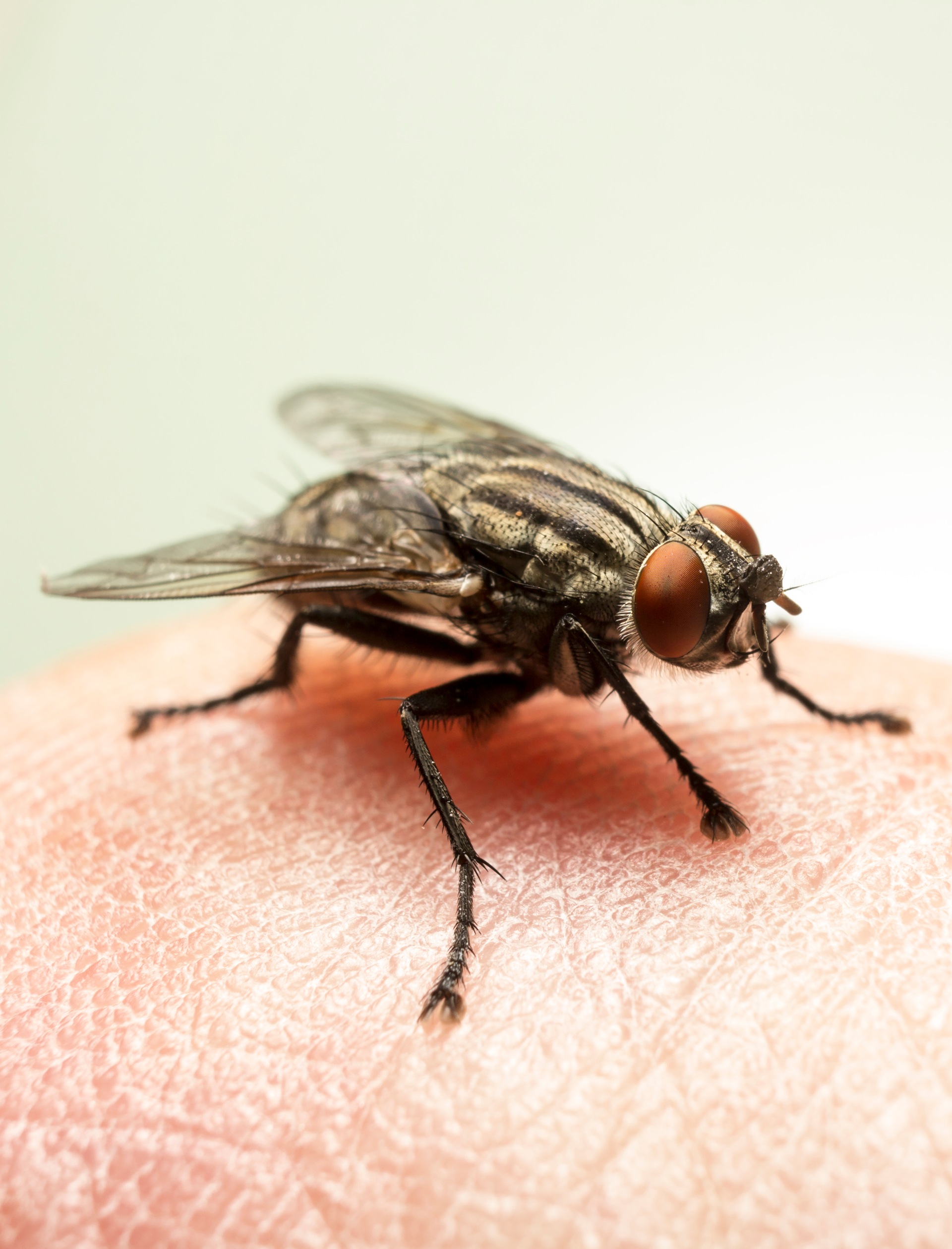 fly