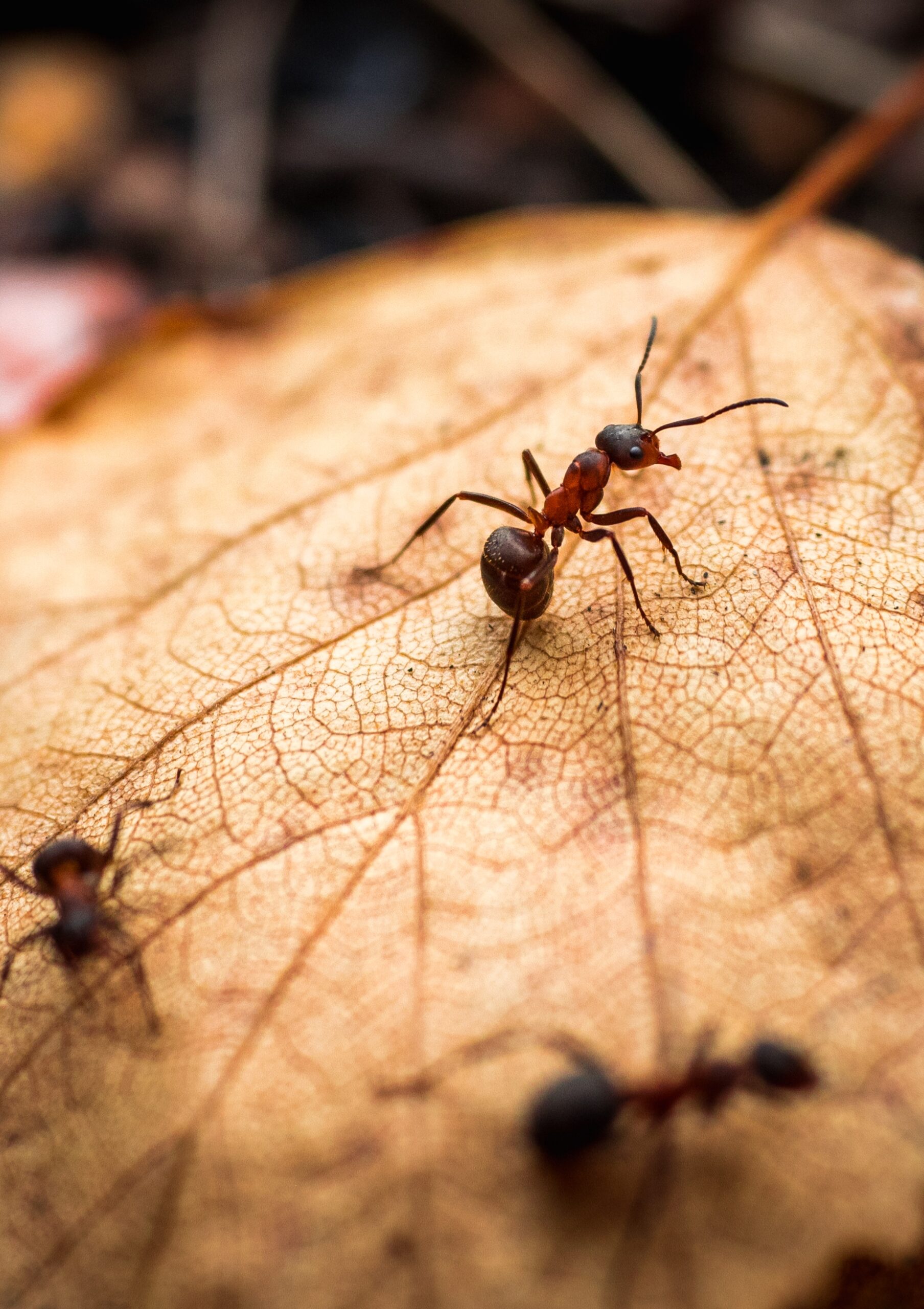ant