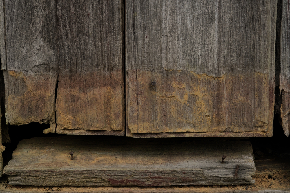 powder post beetle marks
