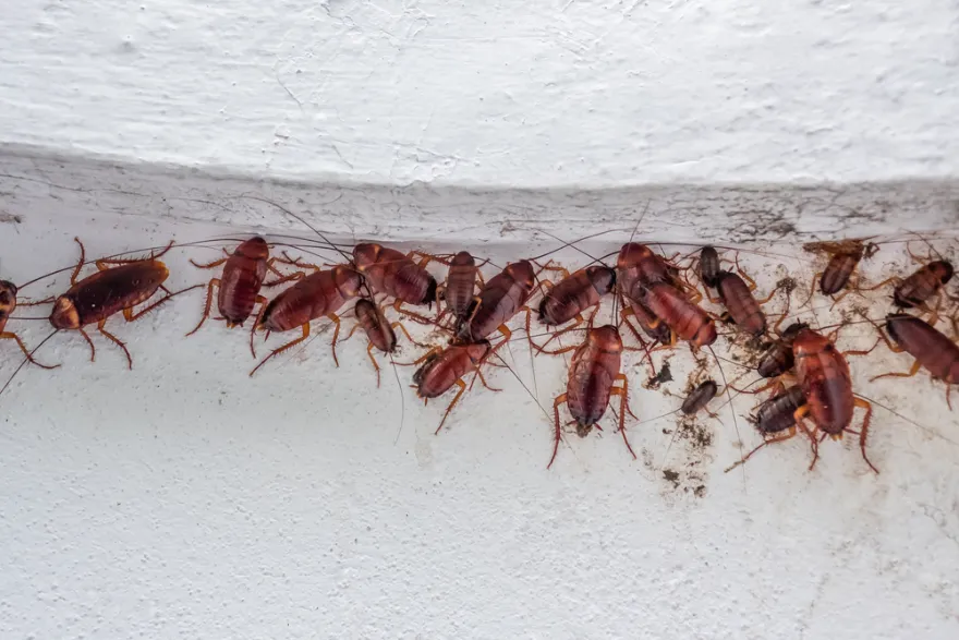 cockroaches