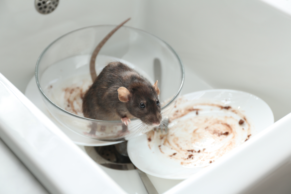 rat
