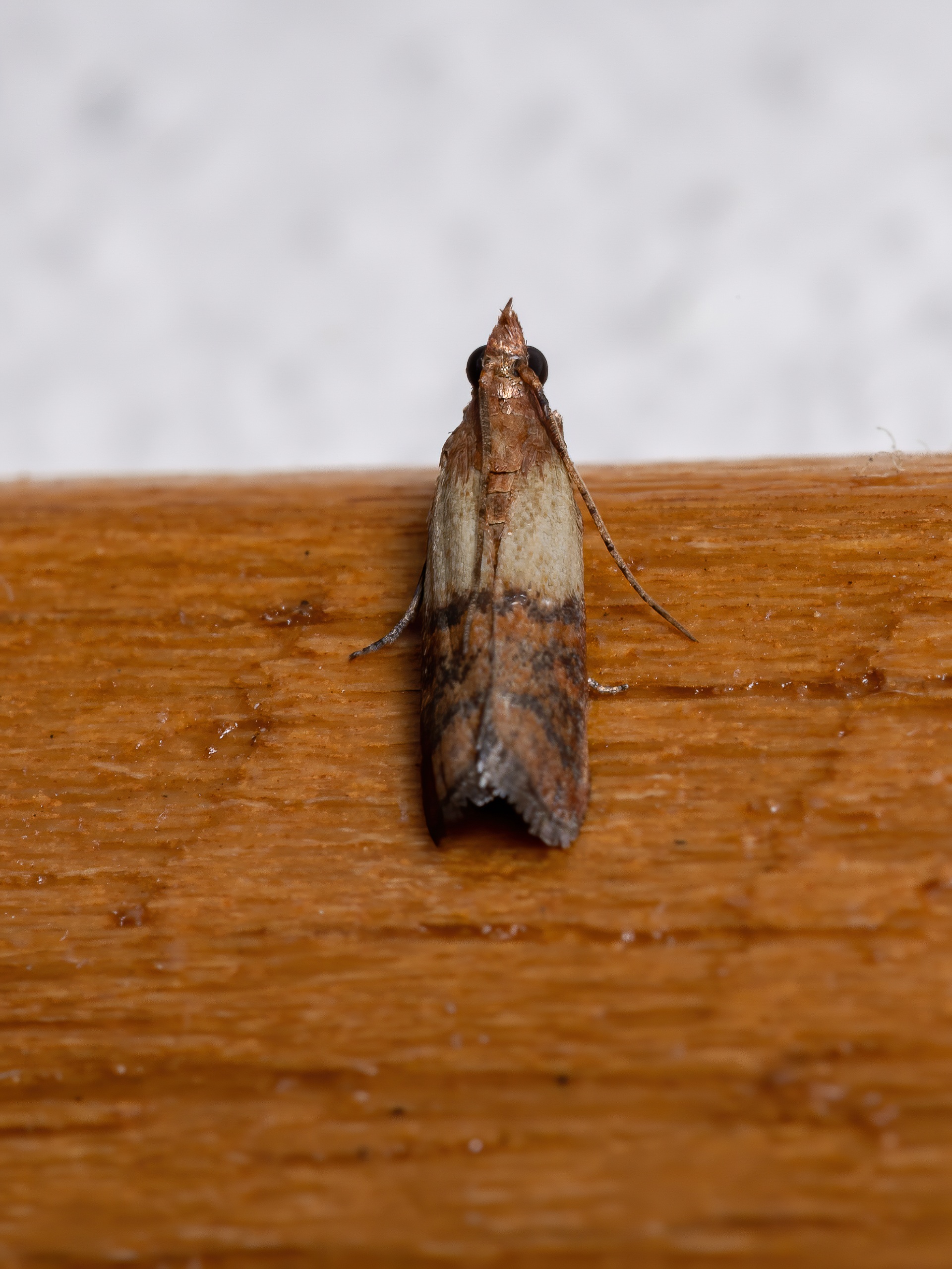 indeanmeal moth