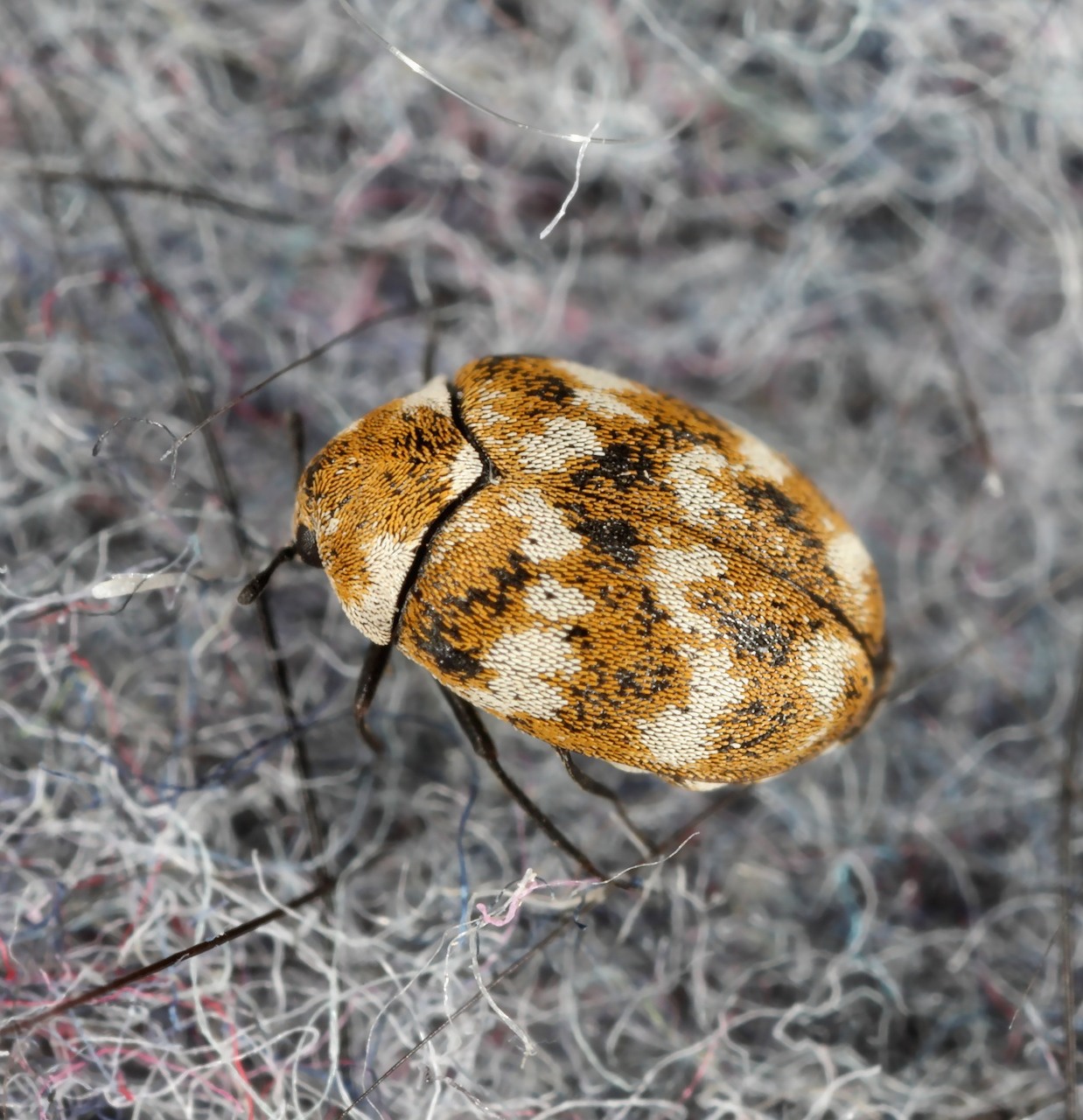 carpet beetle
