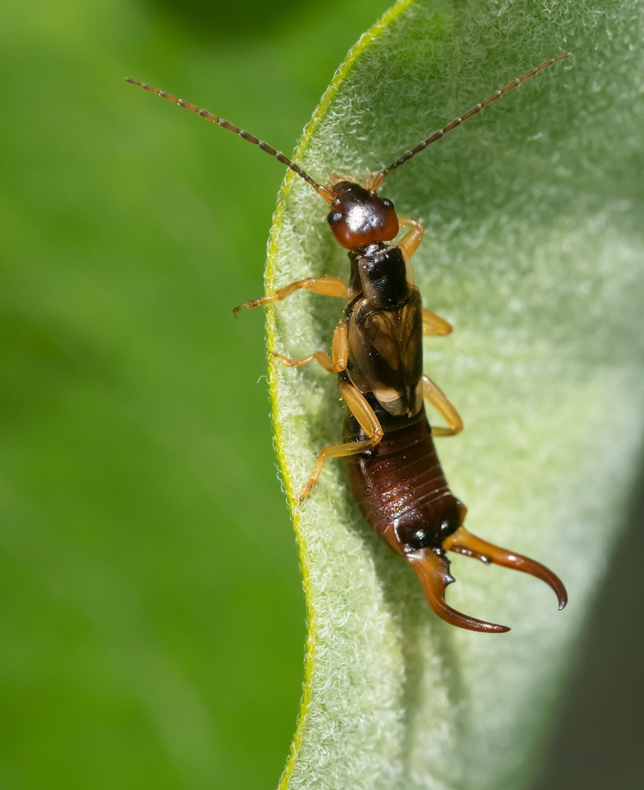 earwig