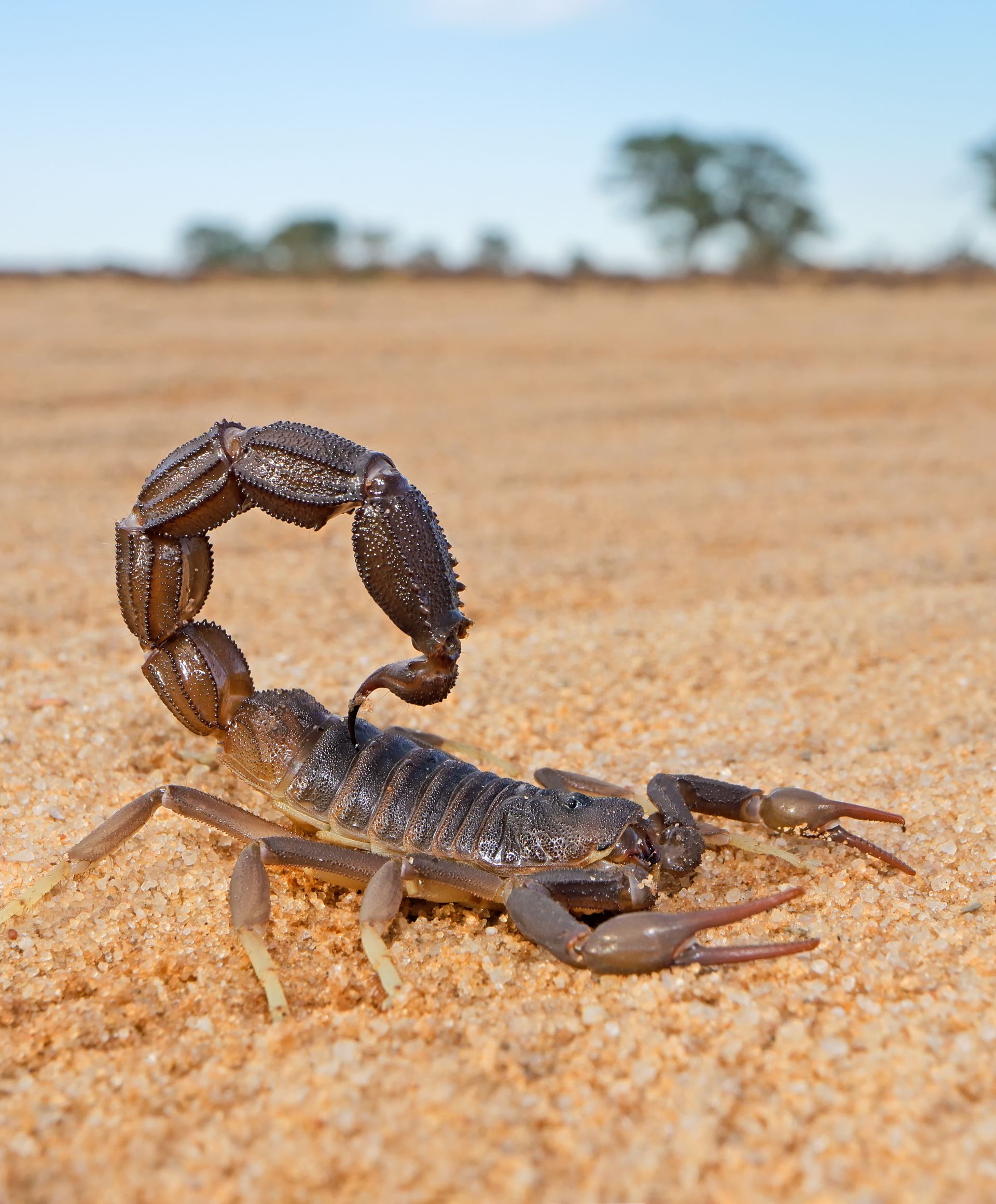 scorpion