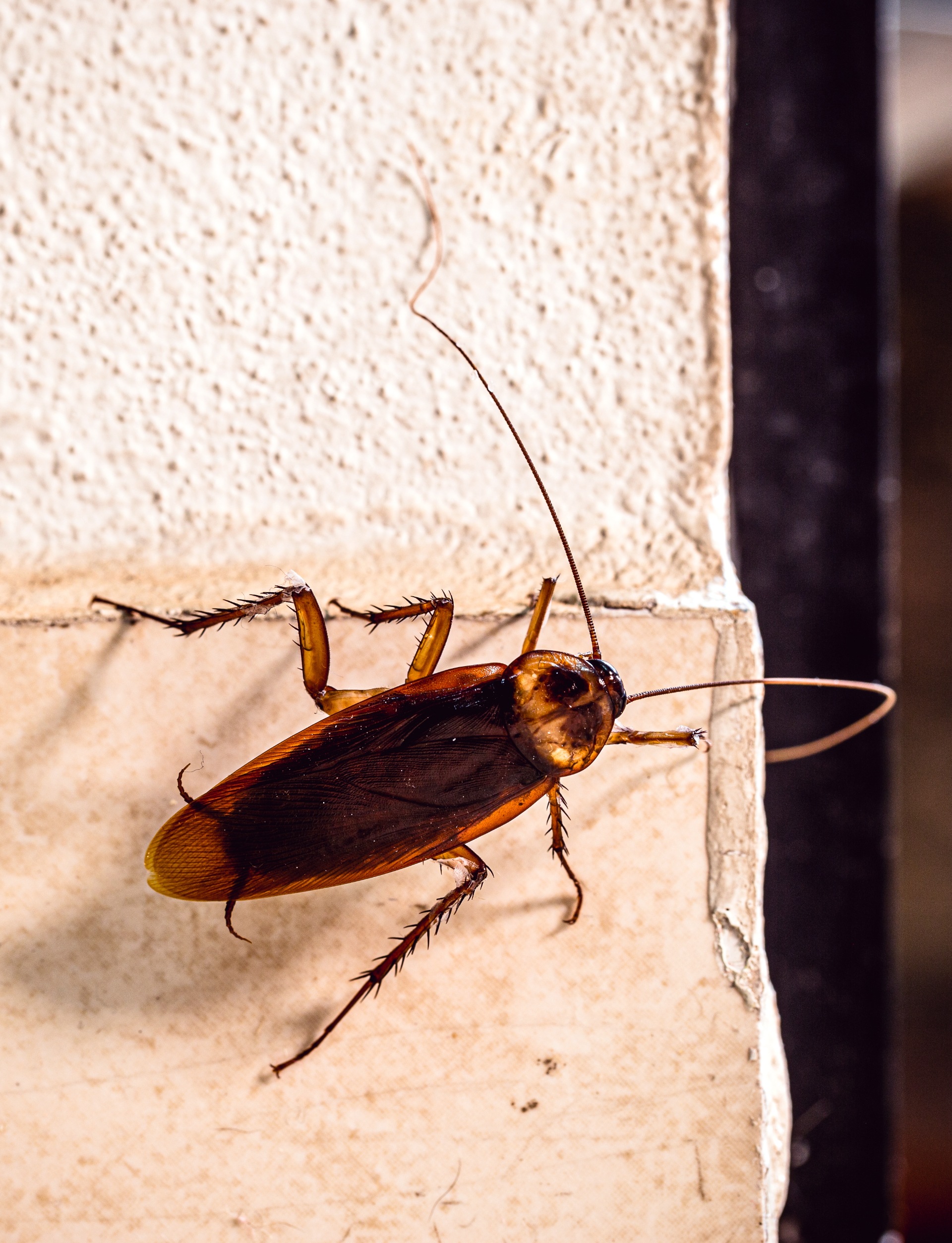 cockroach