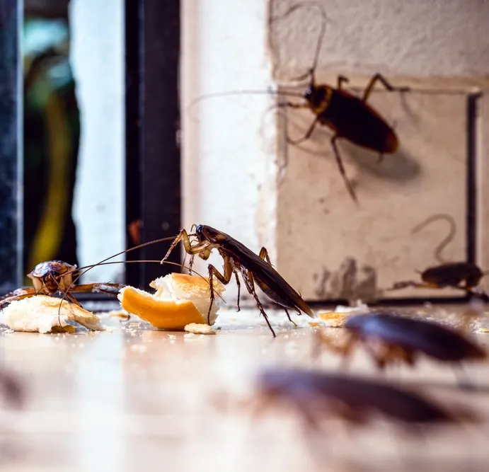 german roaches