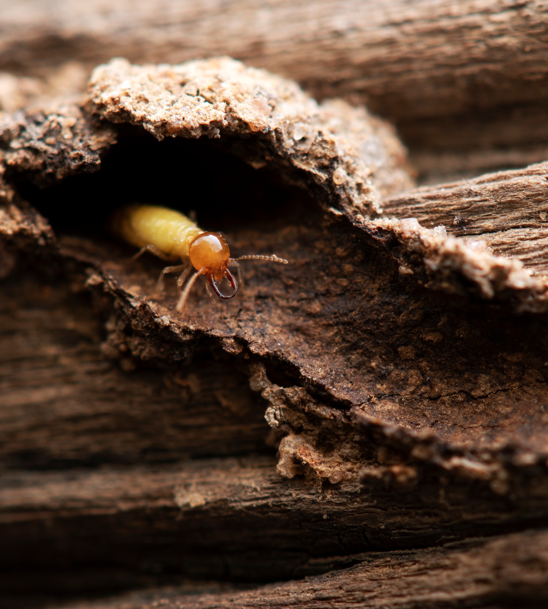 termites