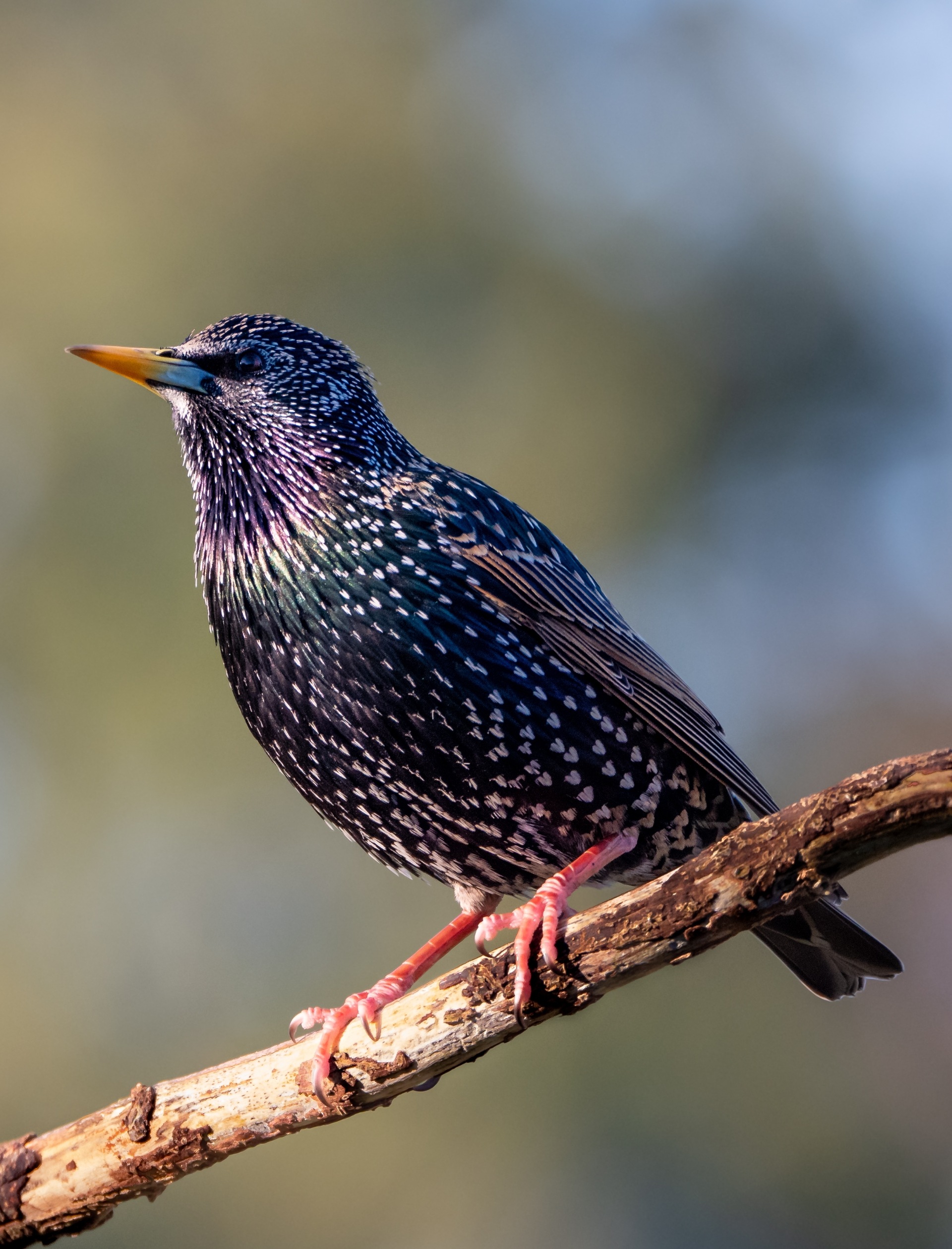 starling