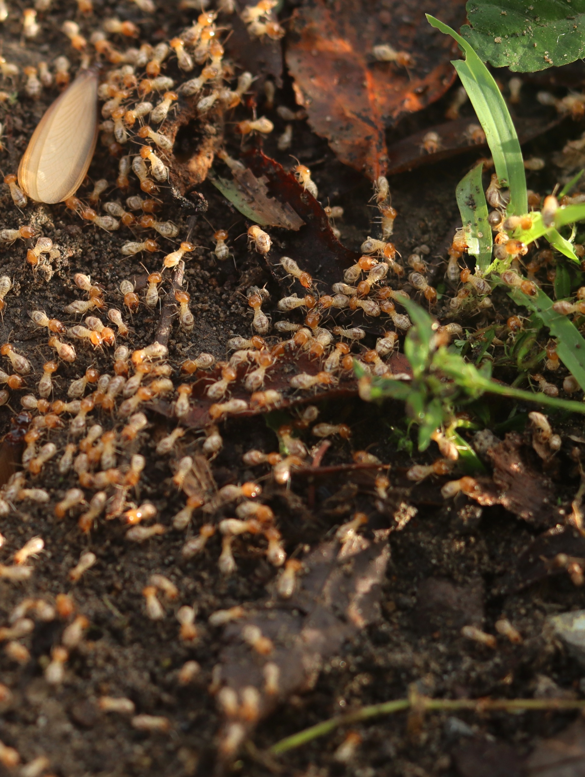 termites