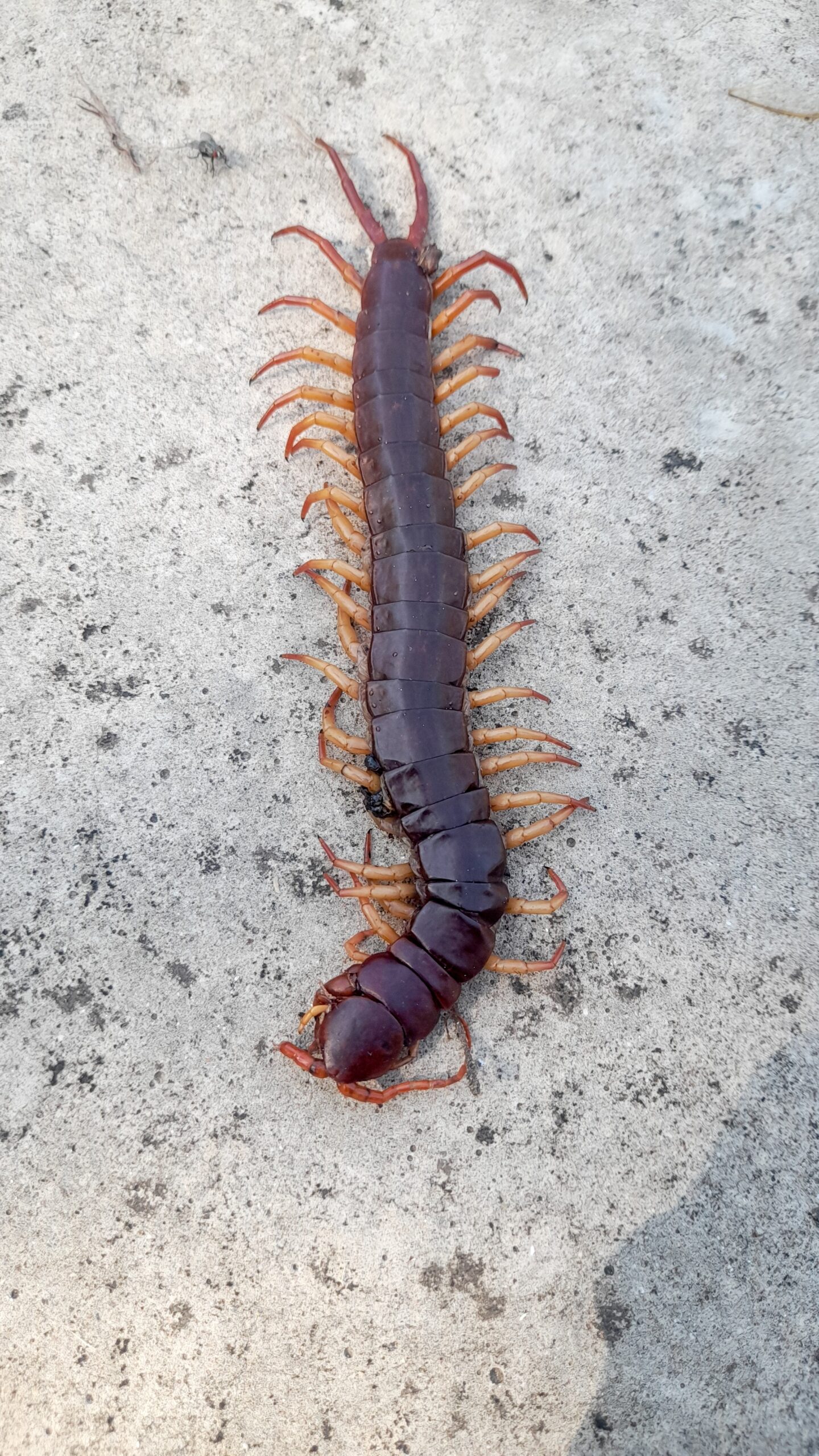 centipede