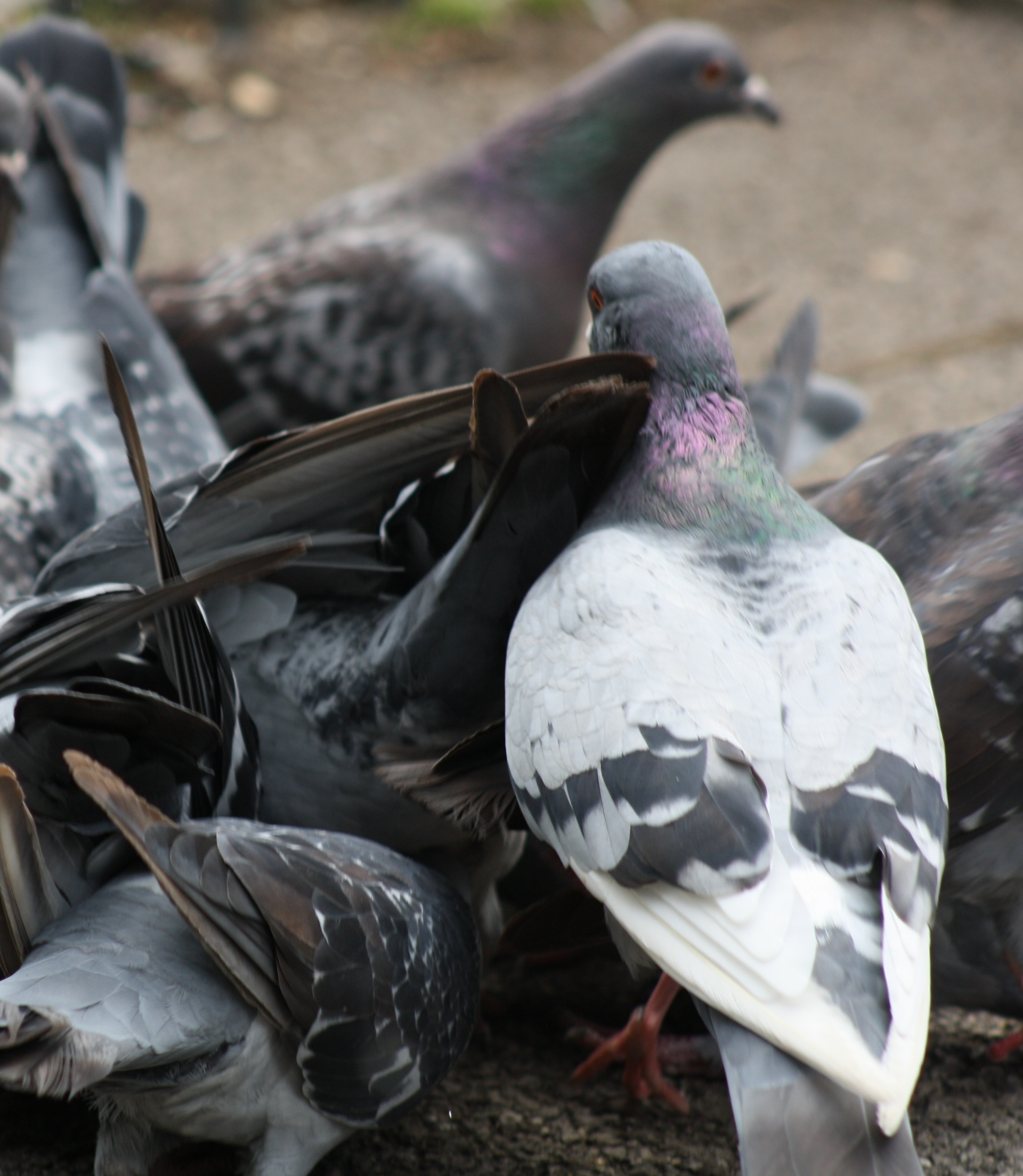 pigeon