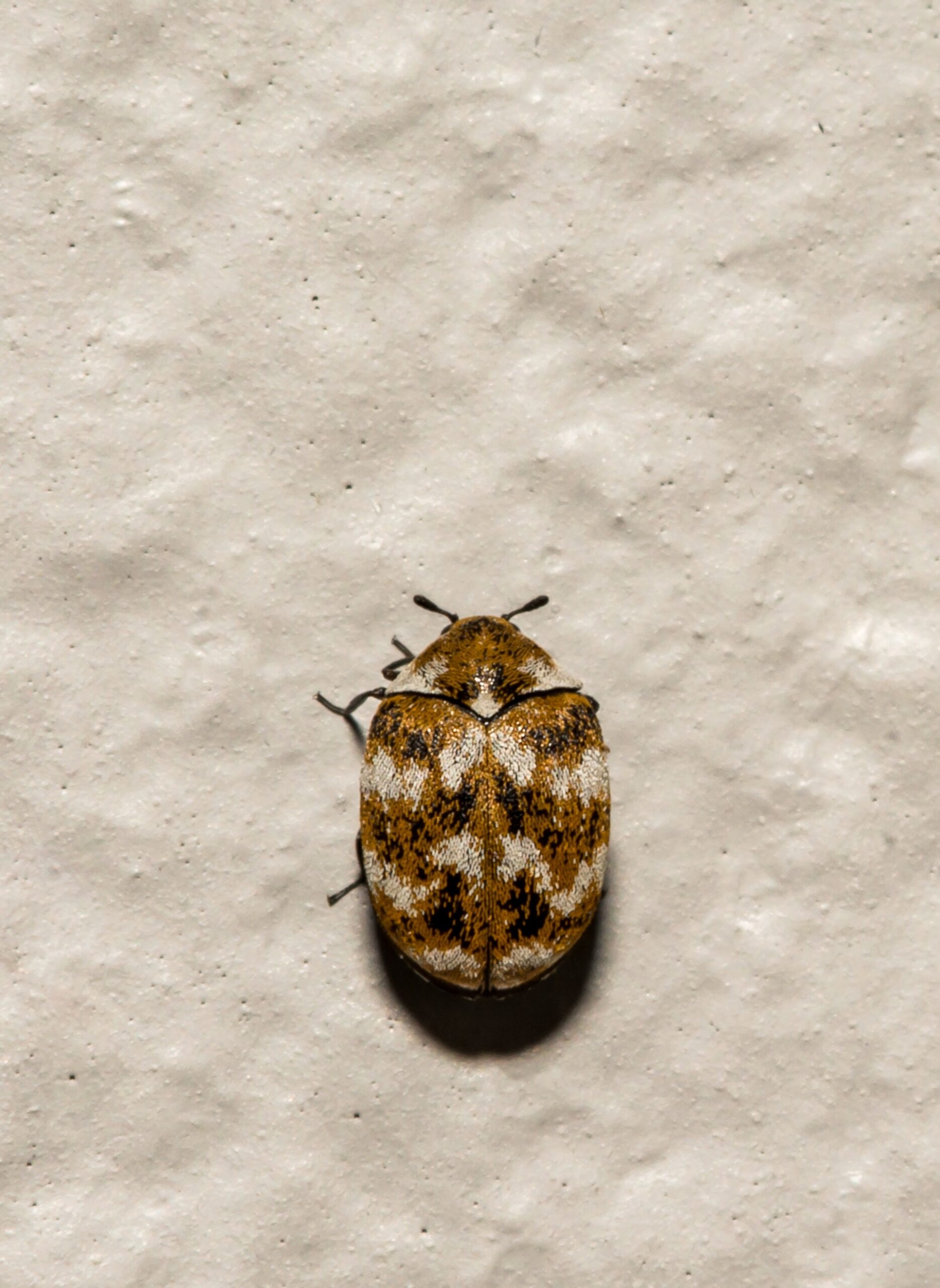 carpet beetle
