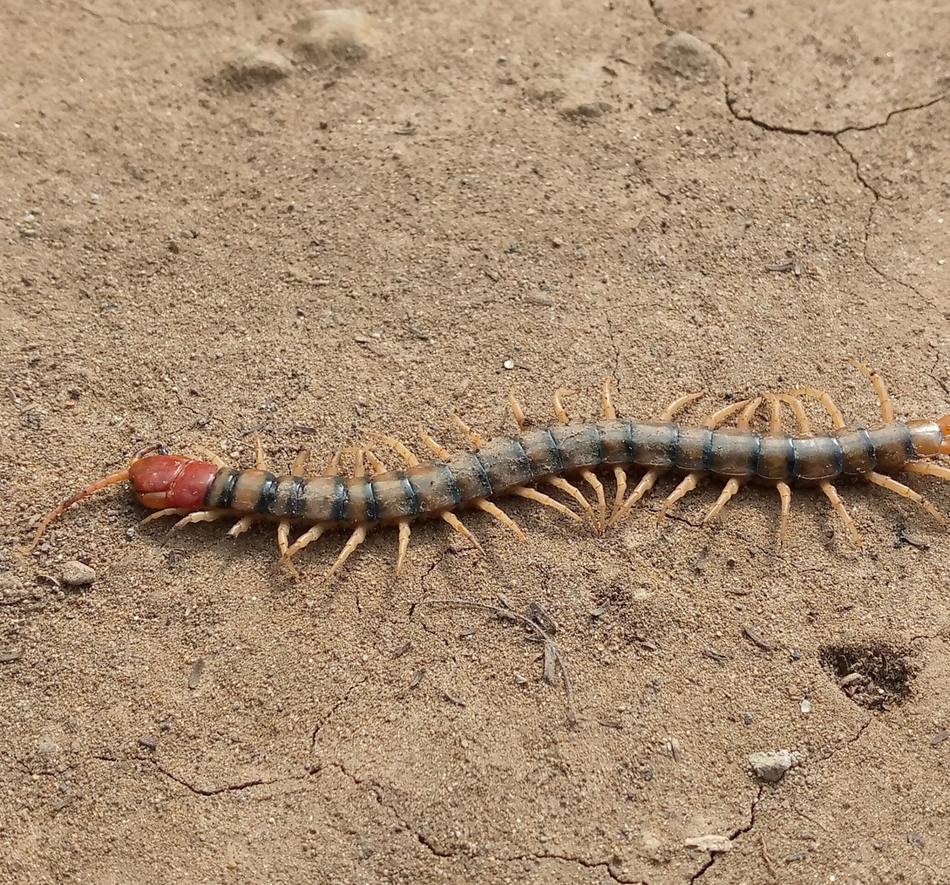 Centipede