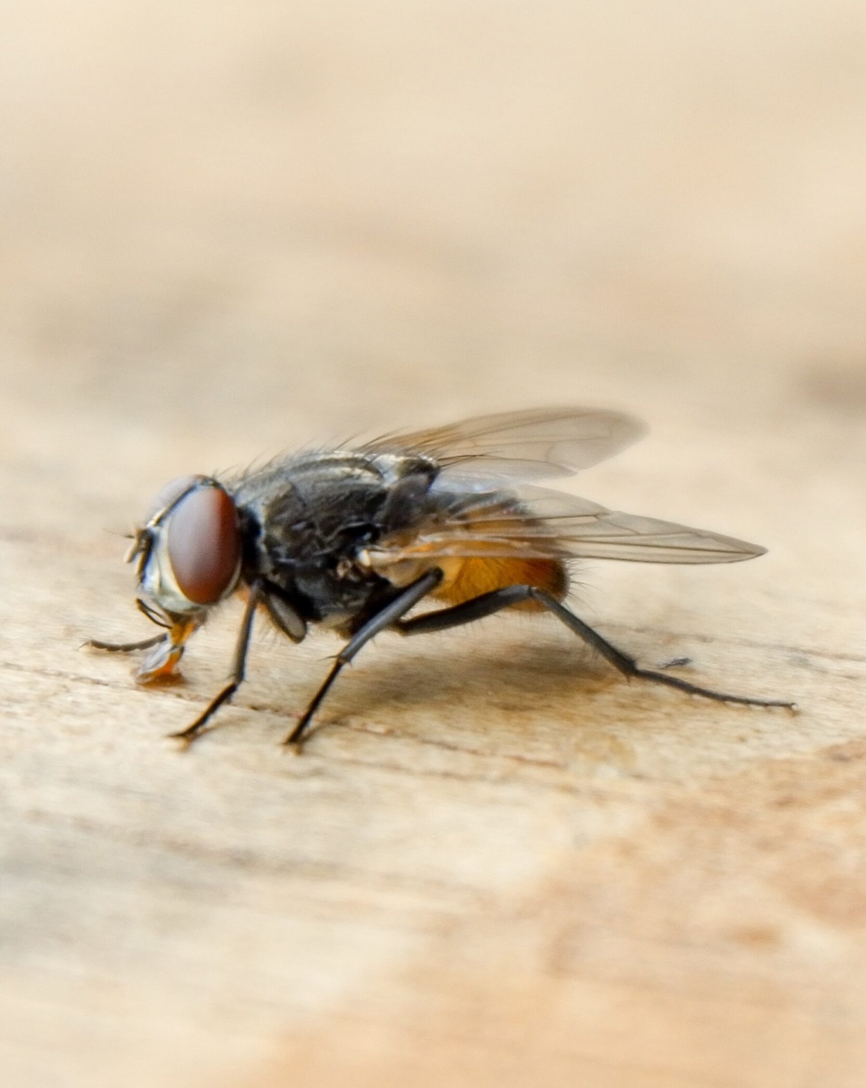 flies