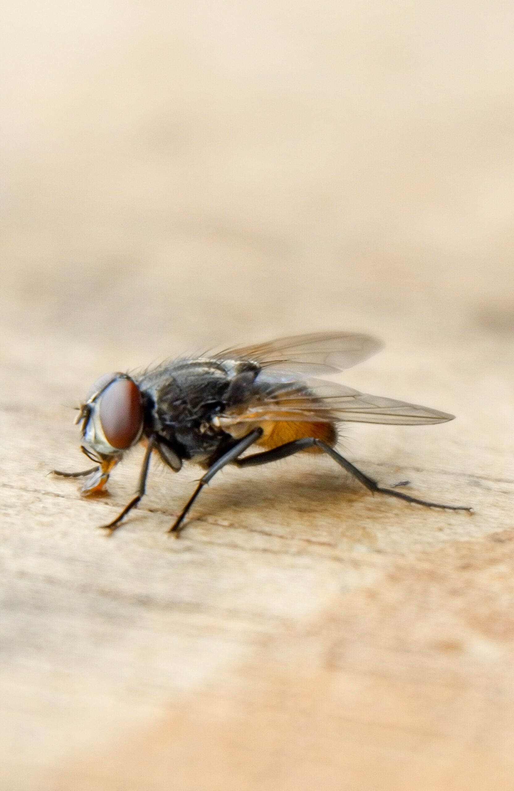 fly