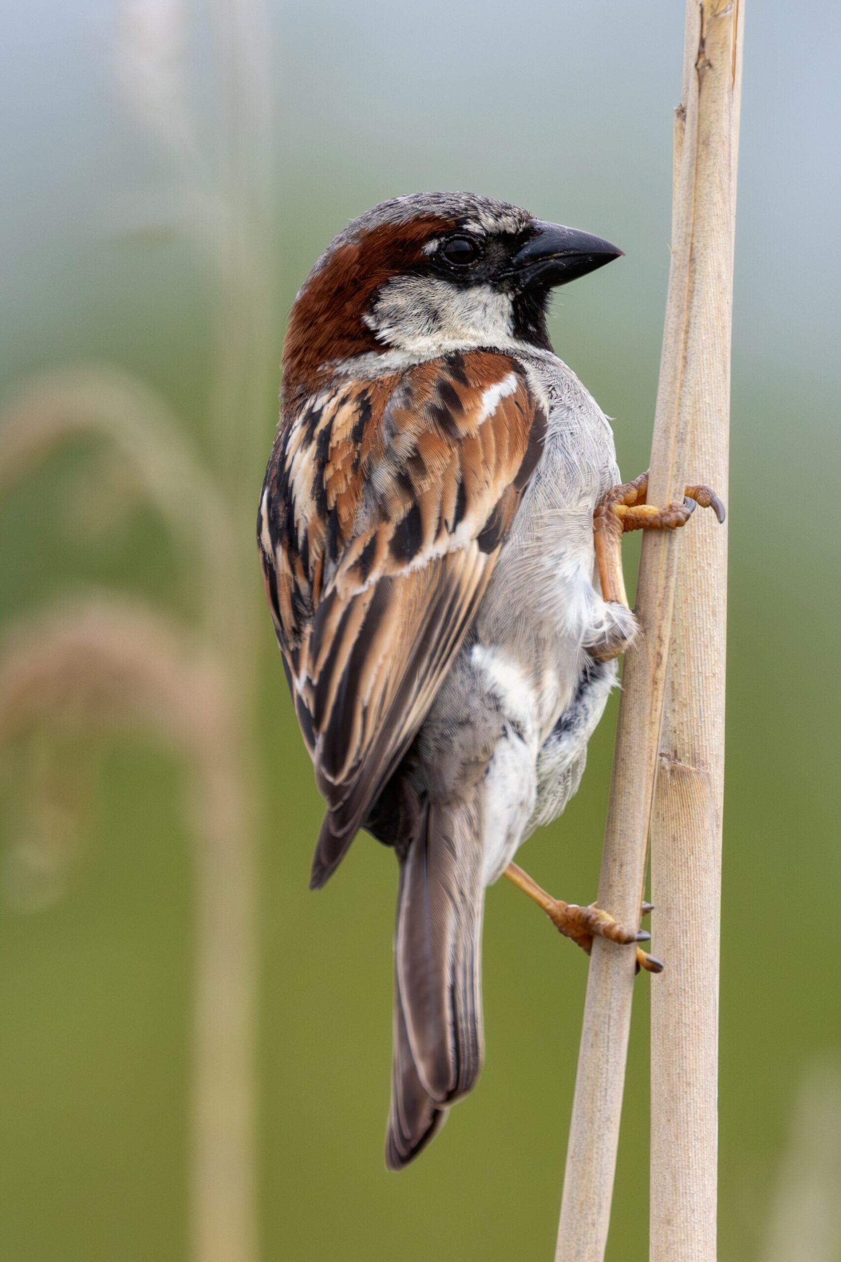 sparrow