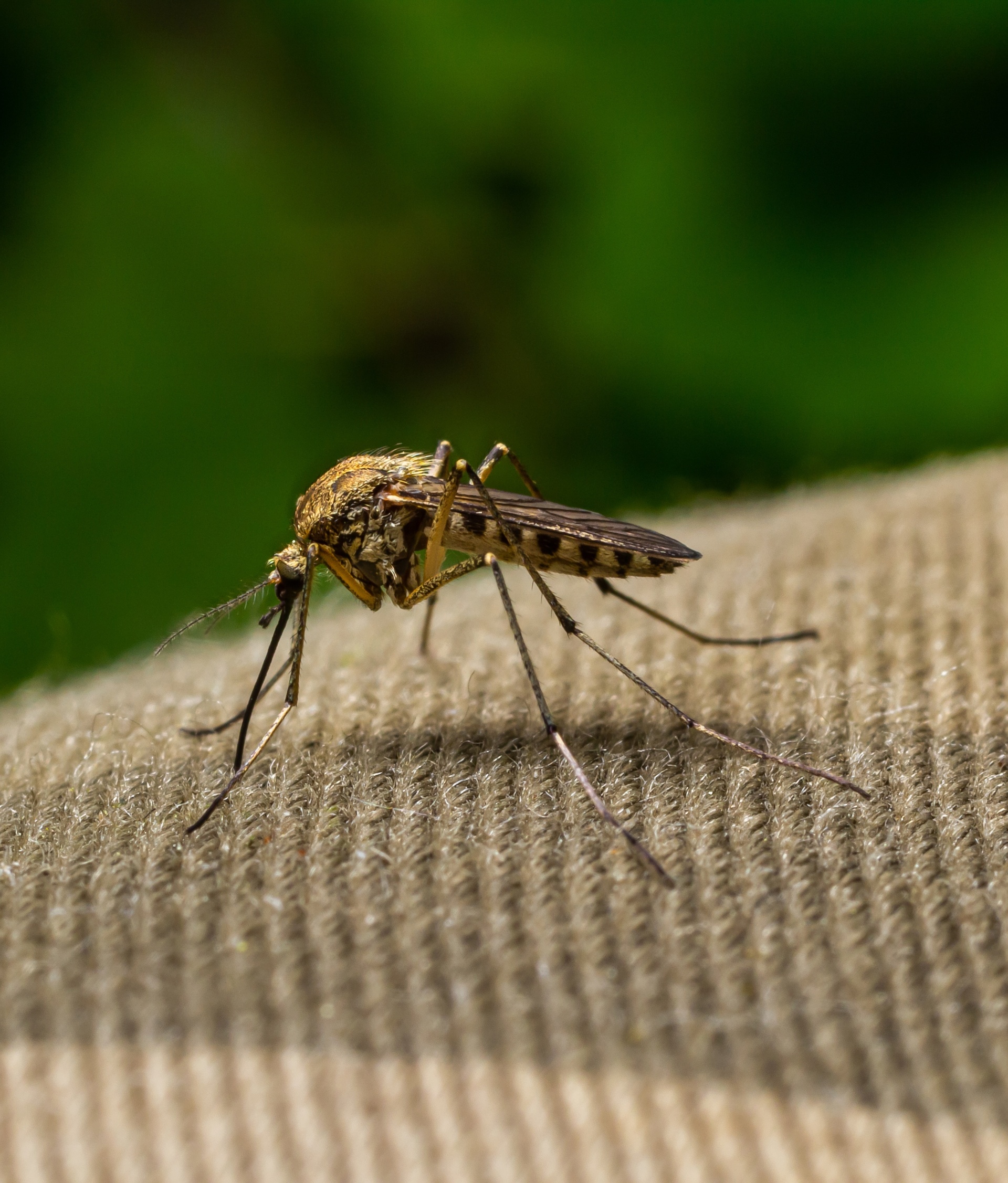 mosquito