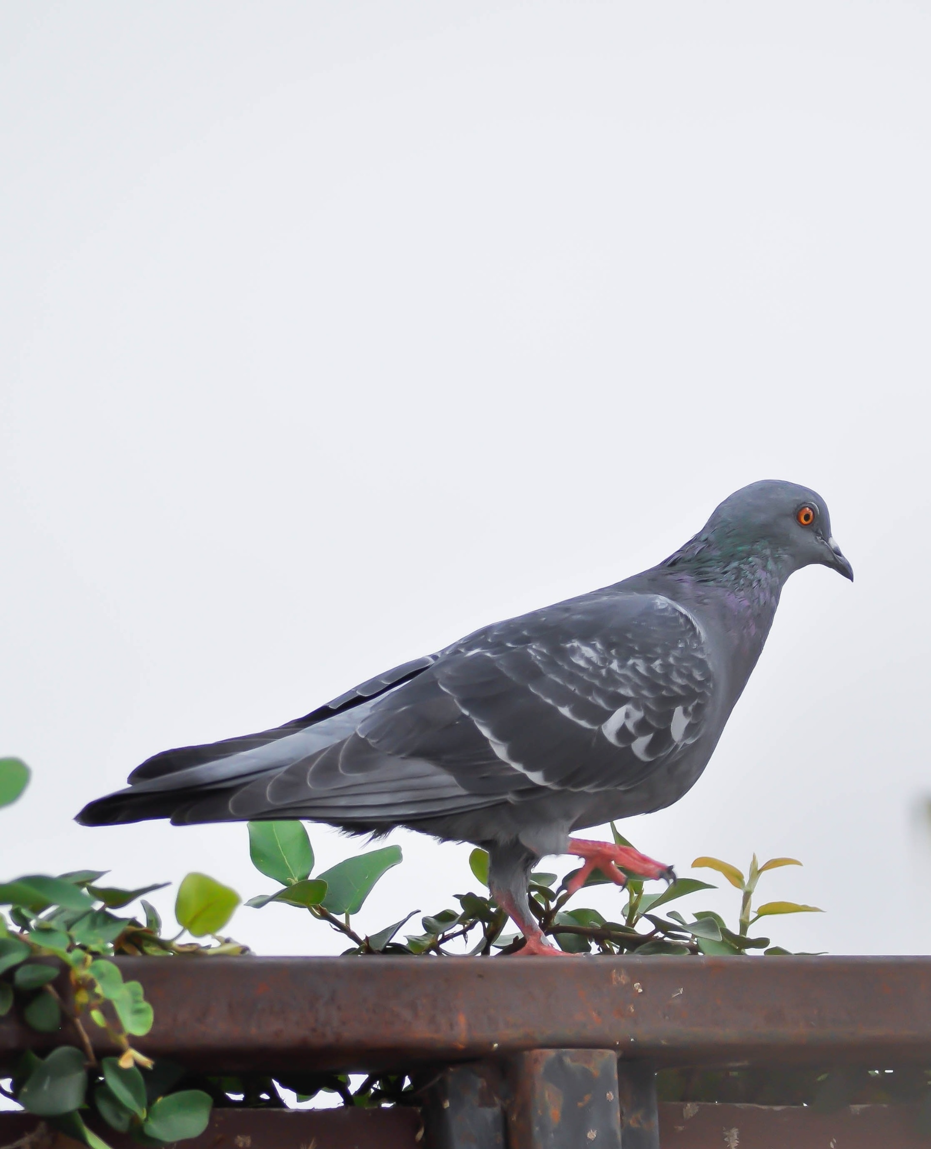 pigeon