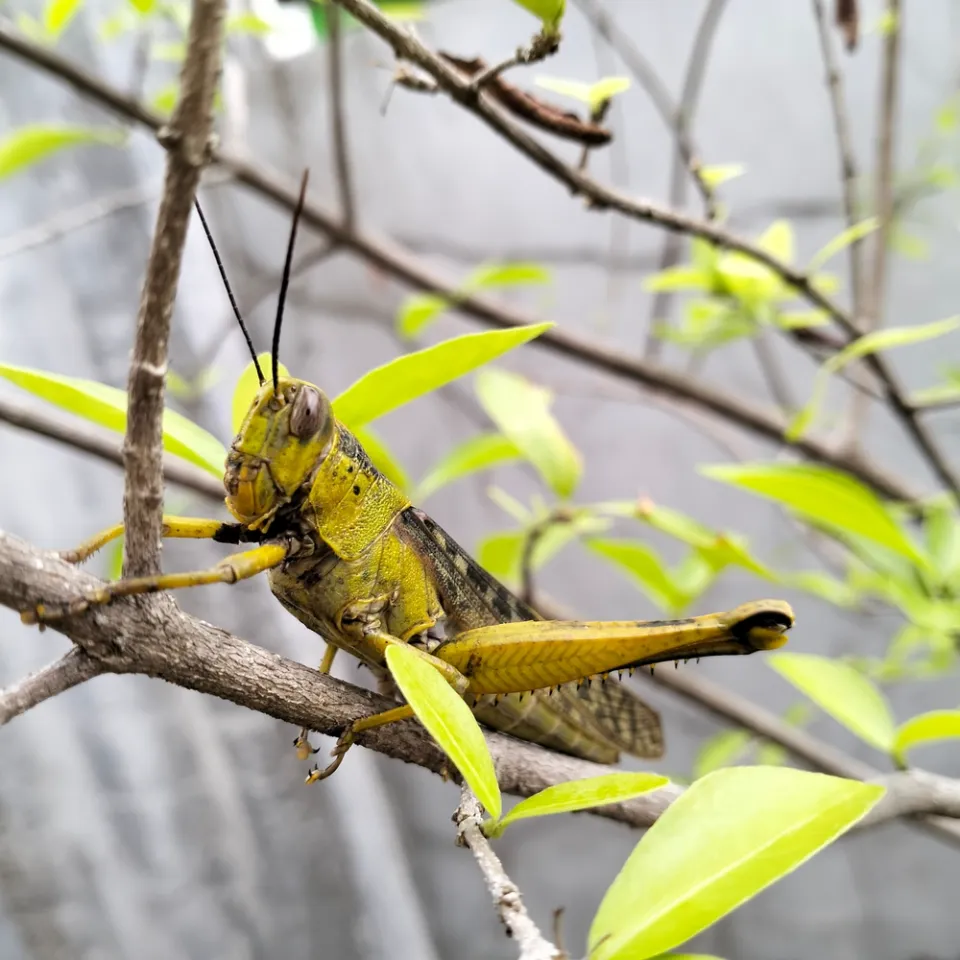 grasshopper