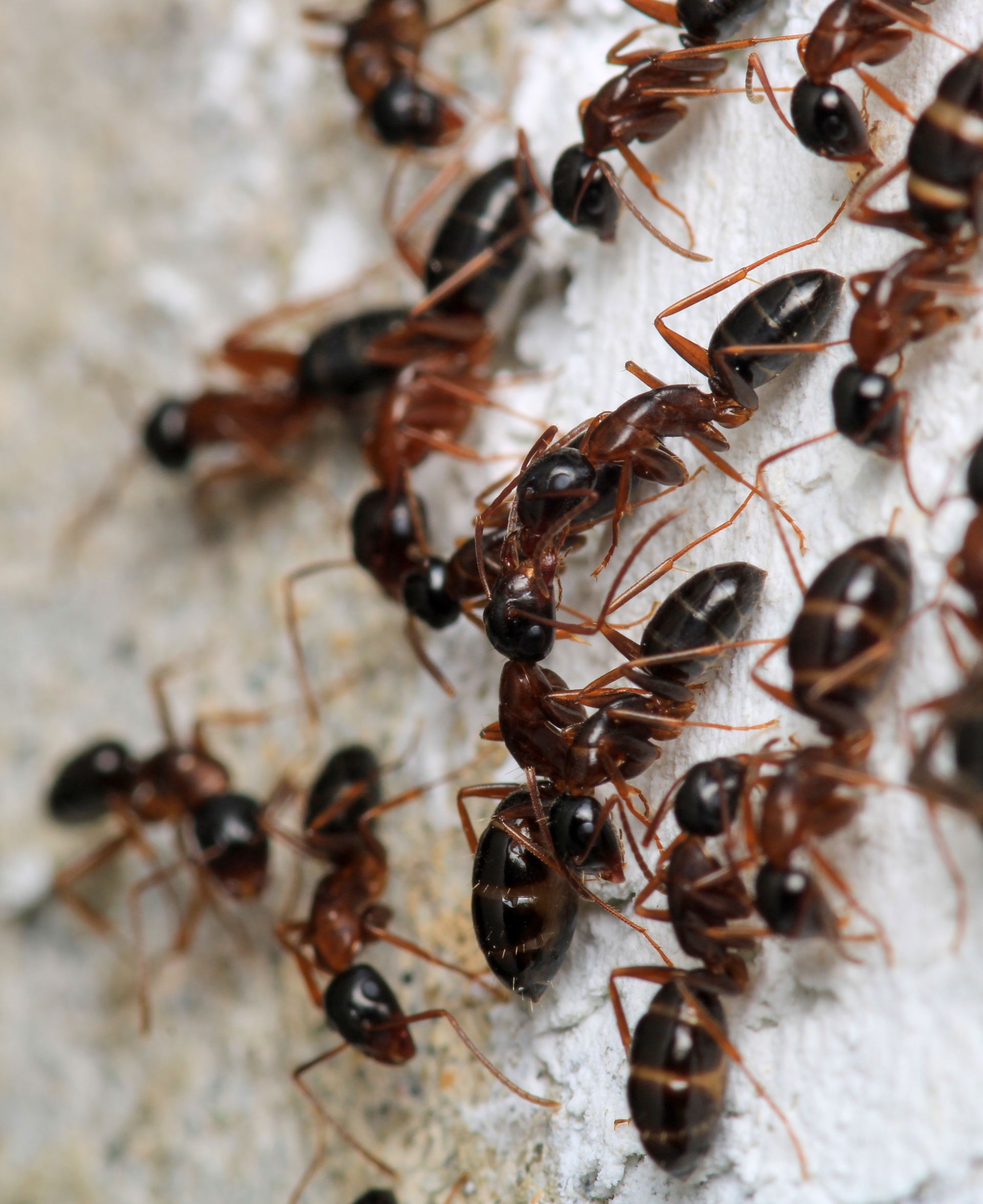 ant