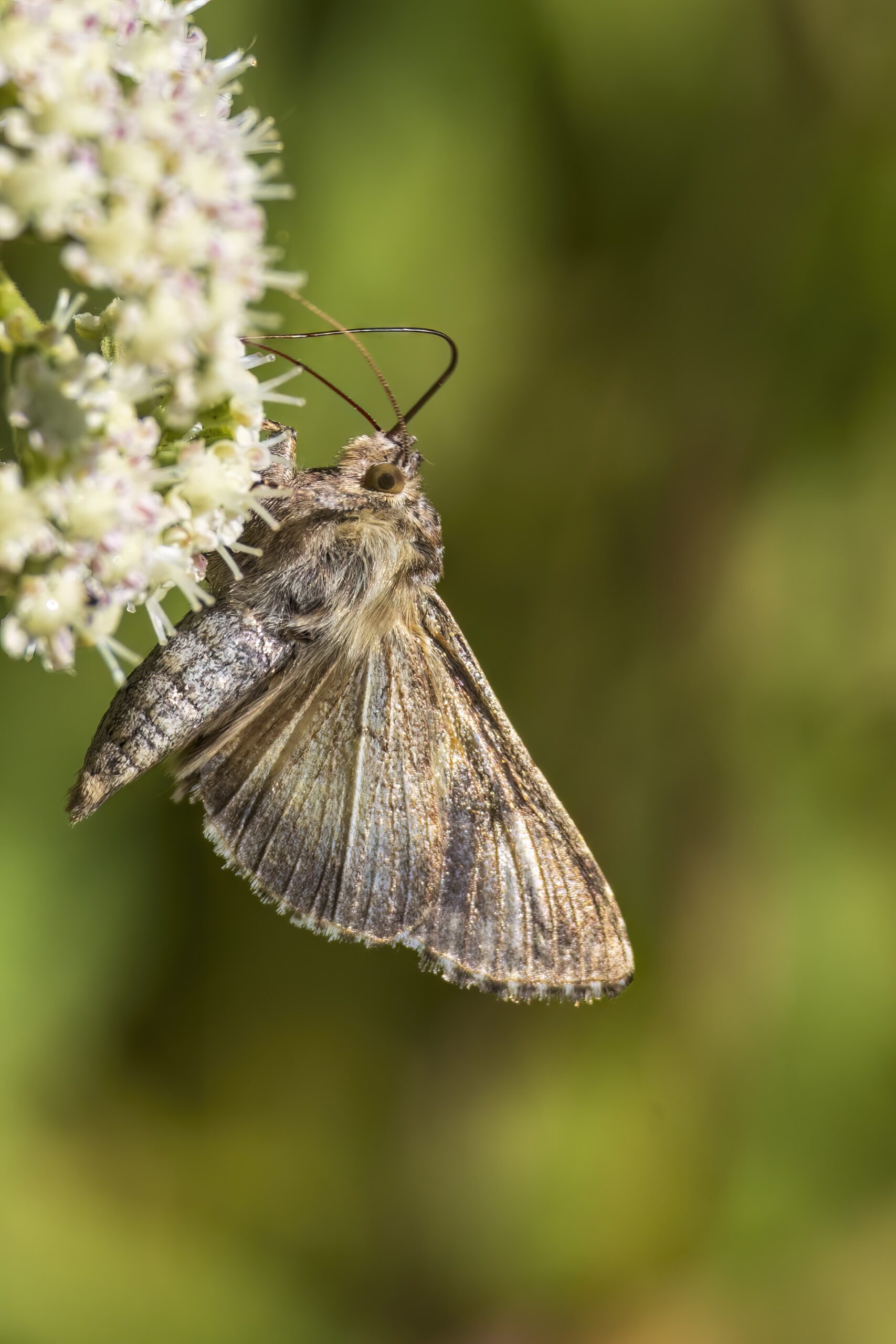 moth