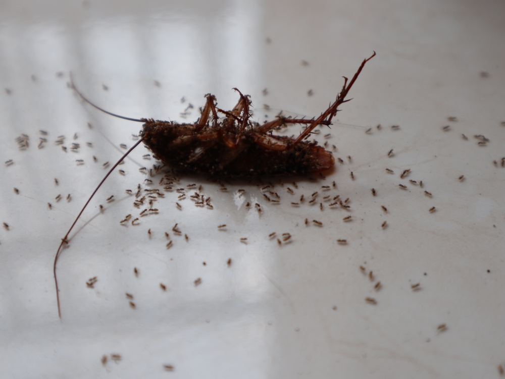 cockroach