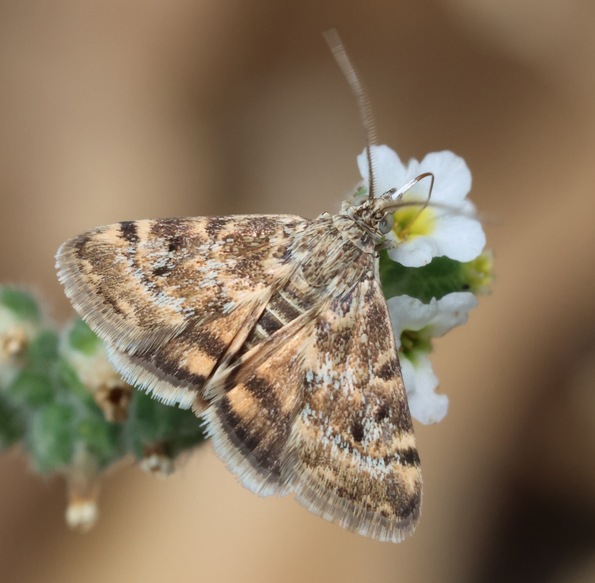 moth