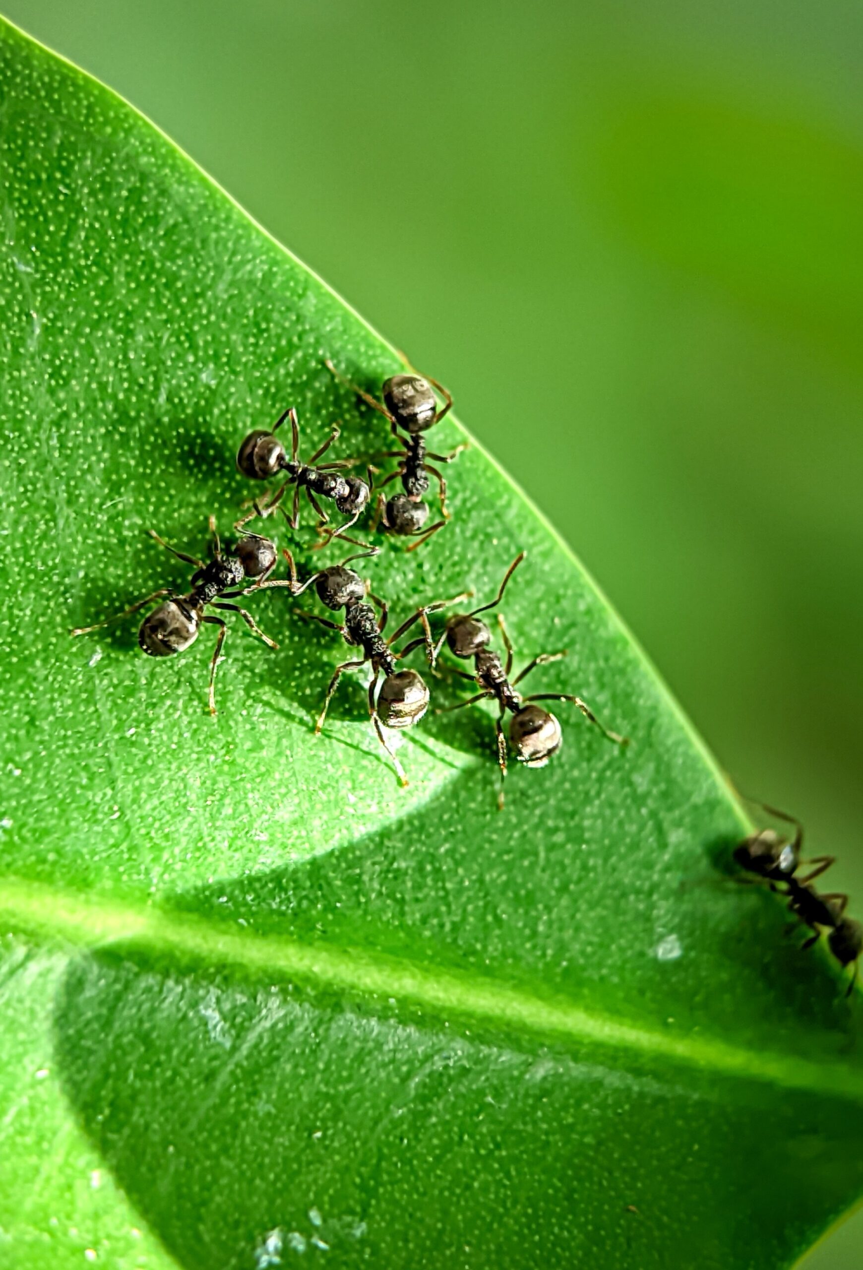 leaf cutter ant