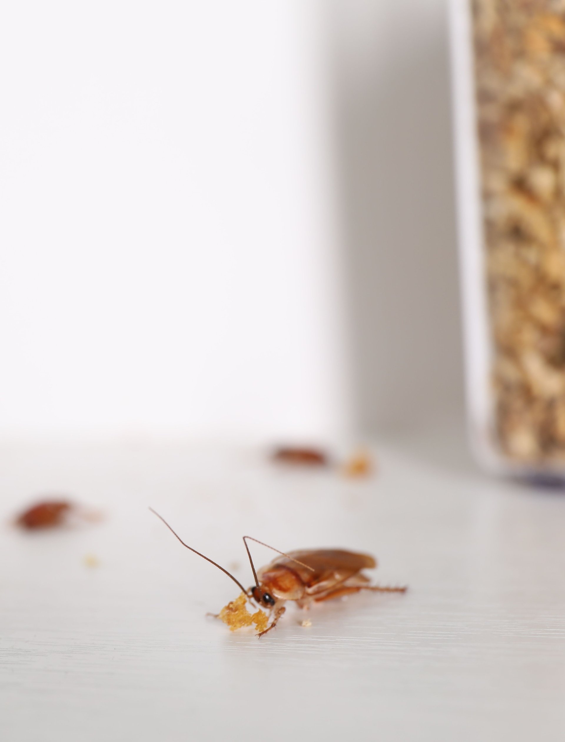 cockroach