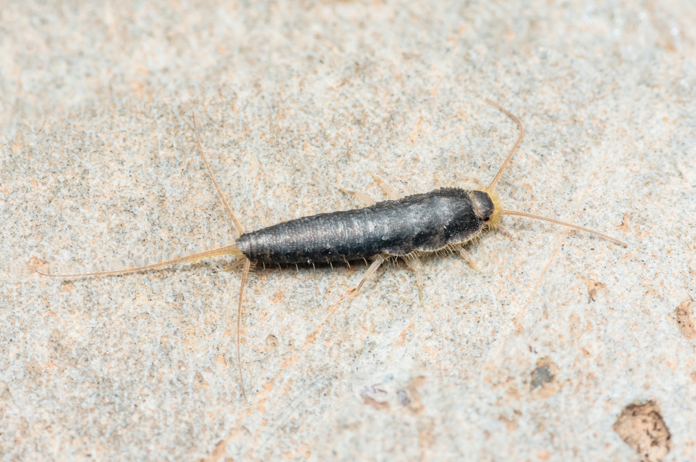 silverfish