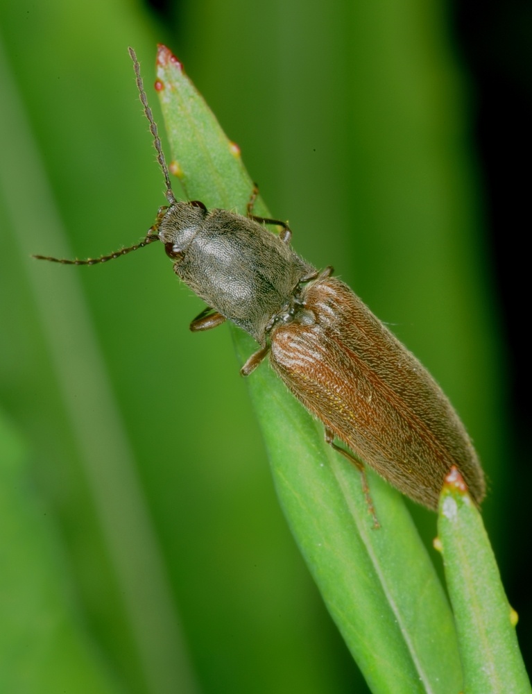 beetle
