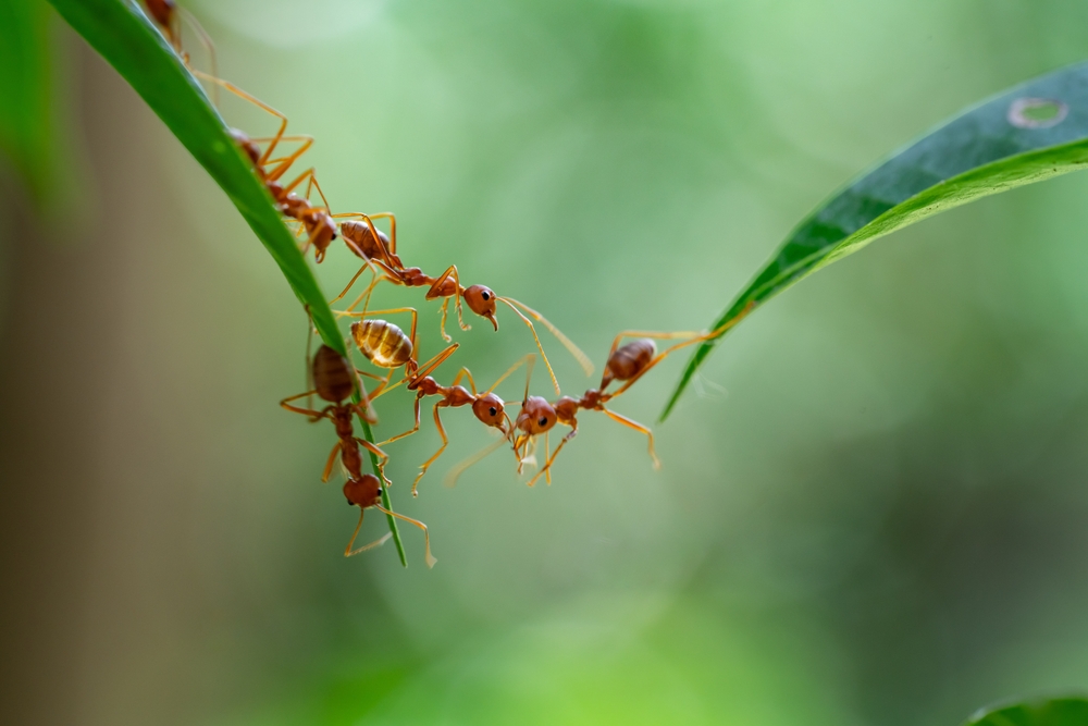 ant