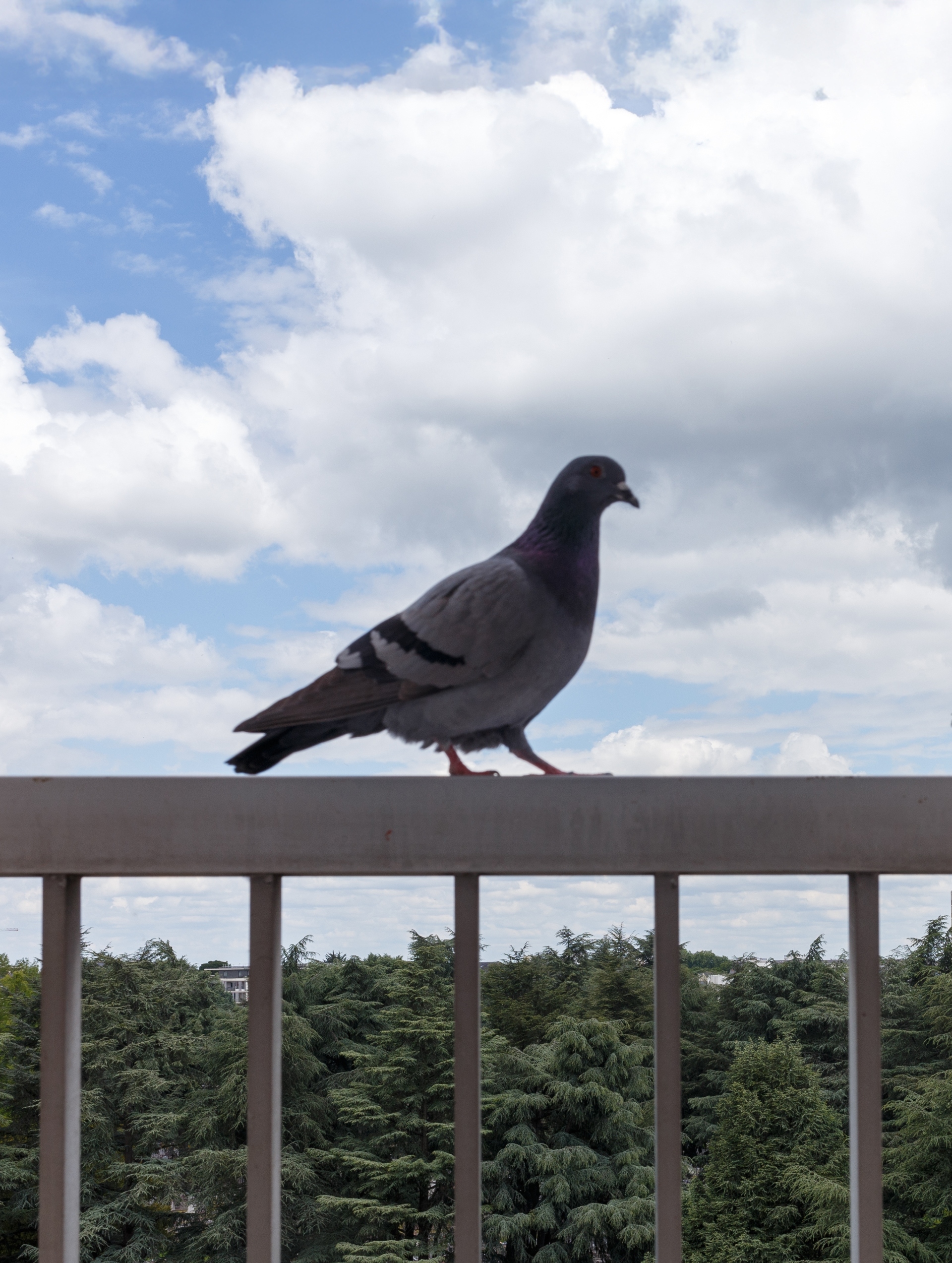pigeon