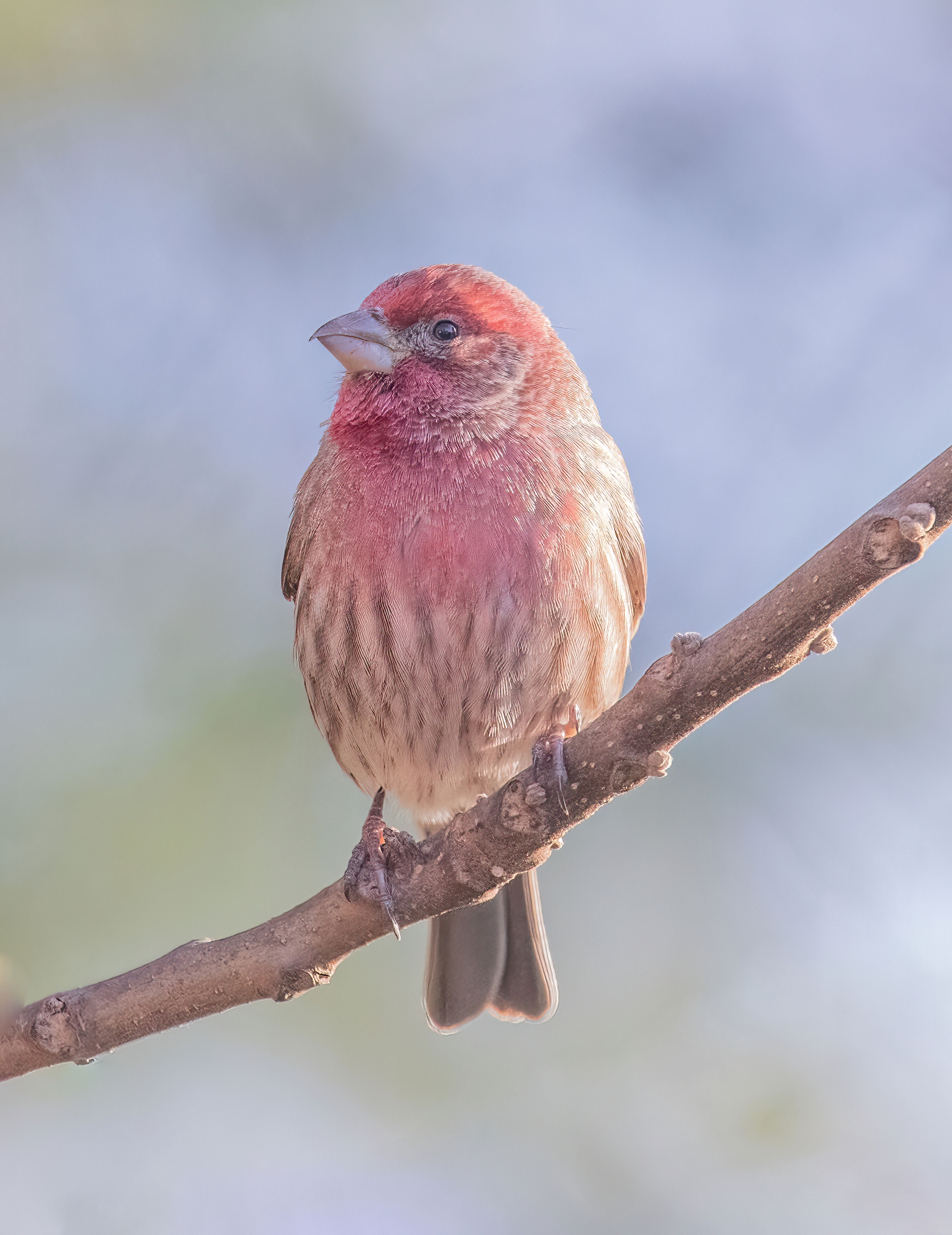 house finch