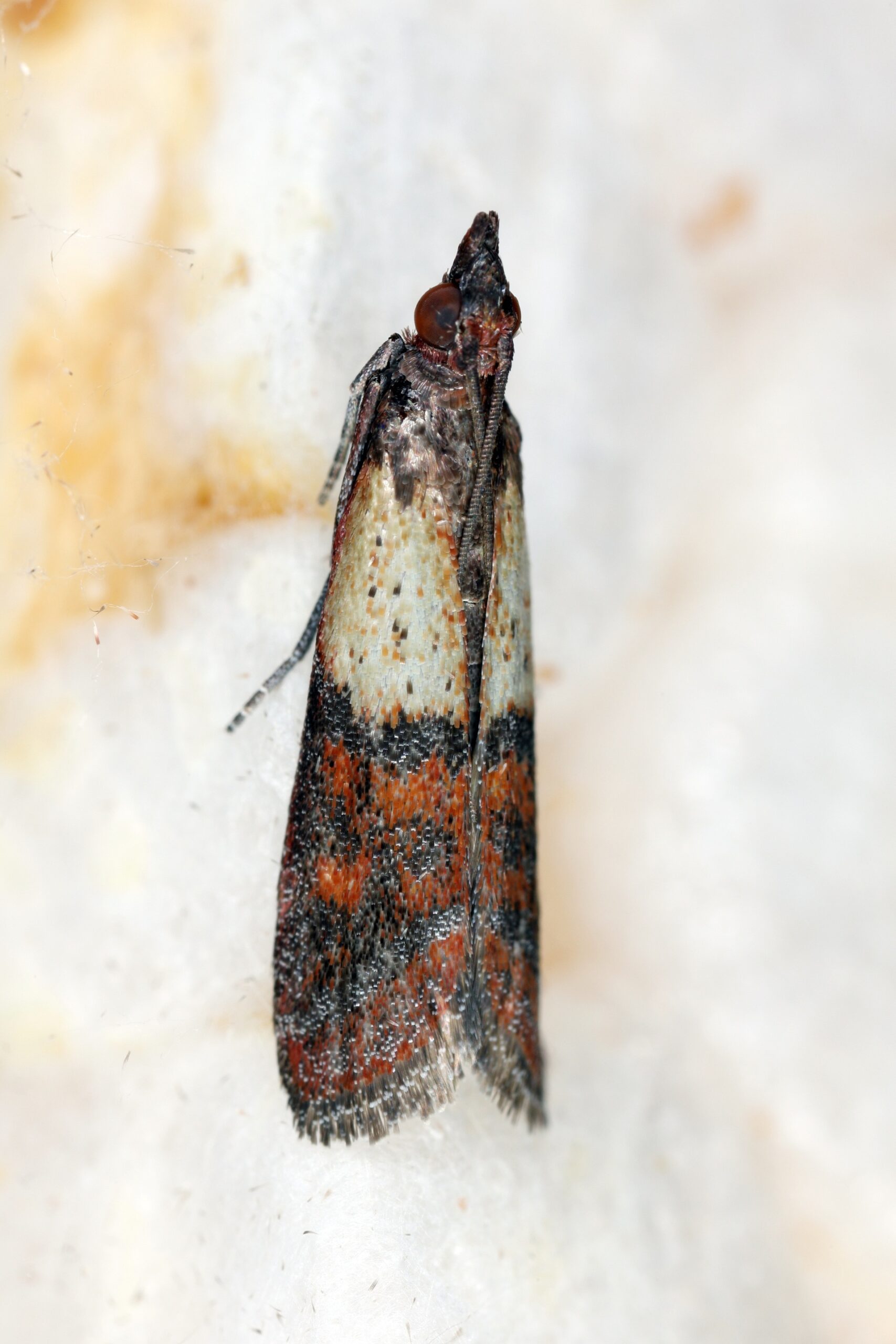 indeanmeal moth