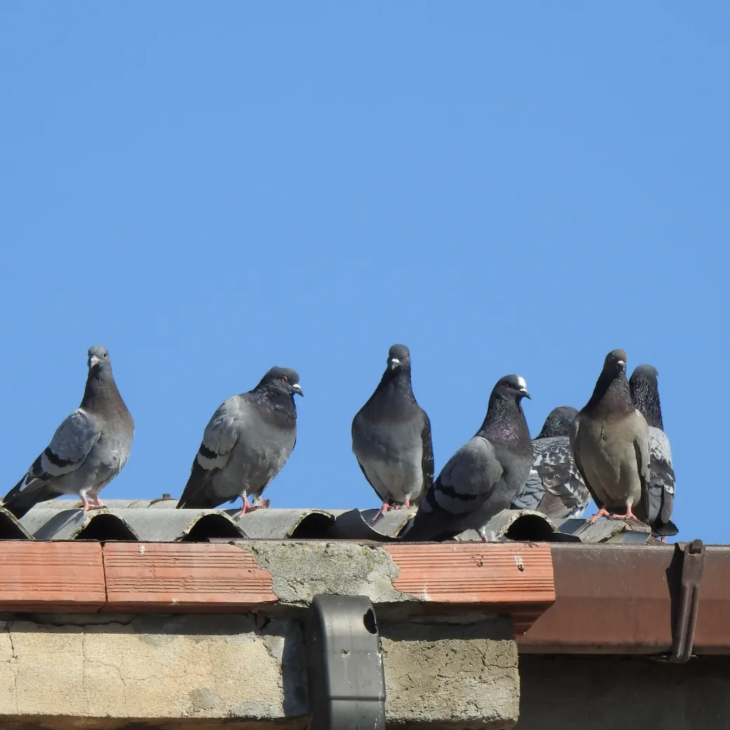 Bird Control - Pigeons on roof