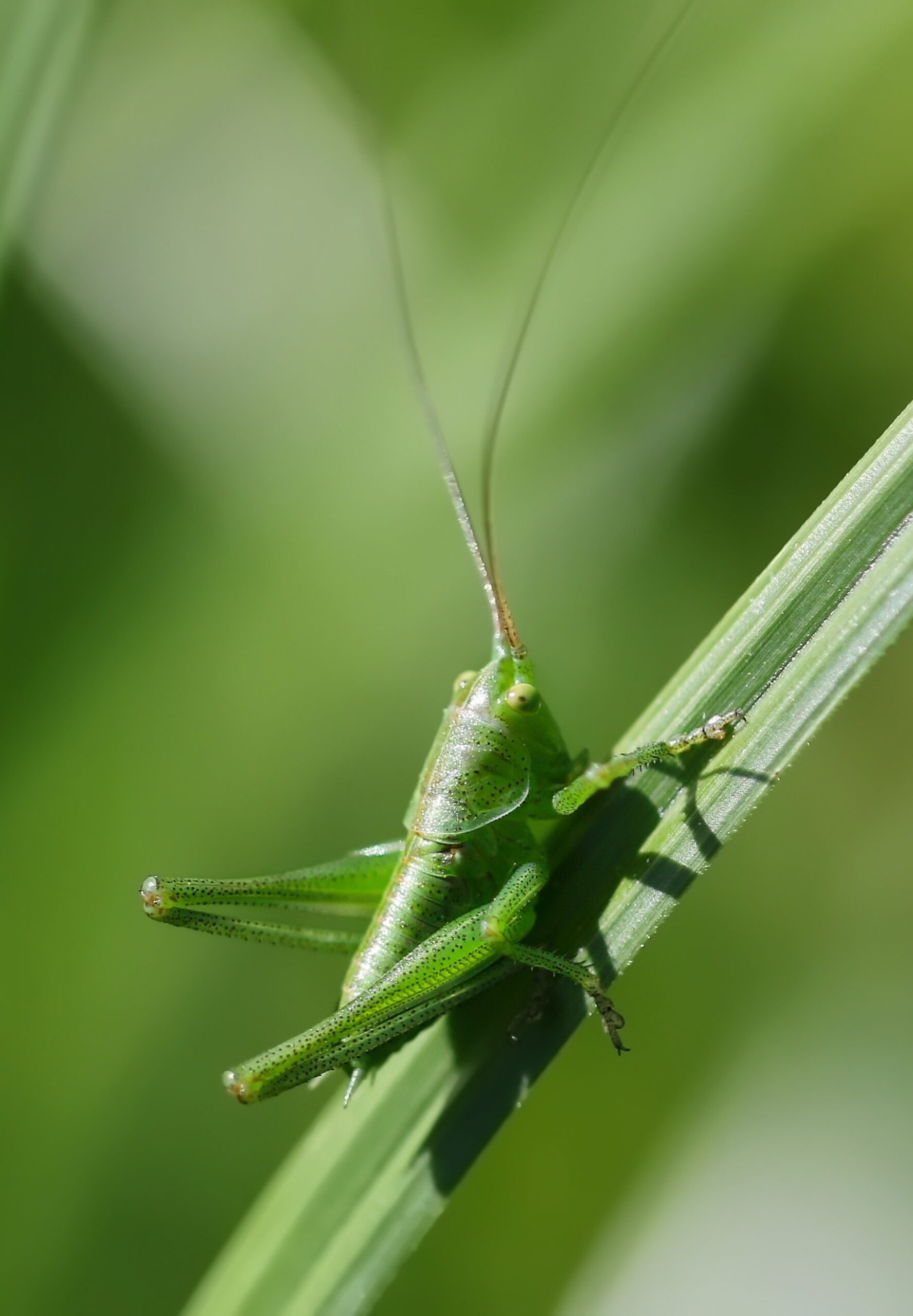 cricket