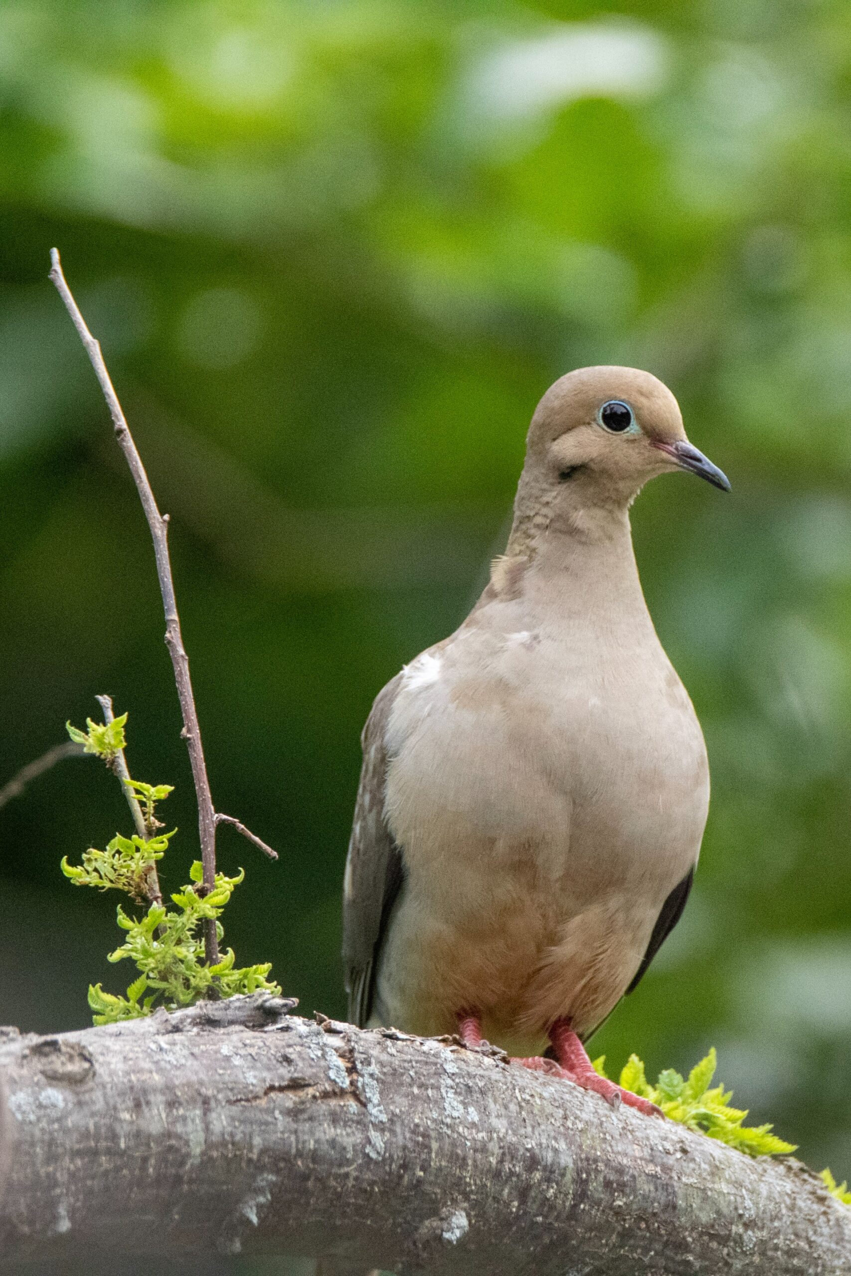 mourning dove