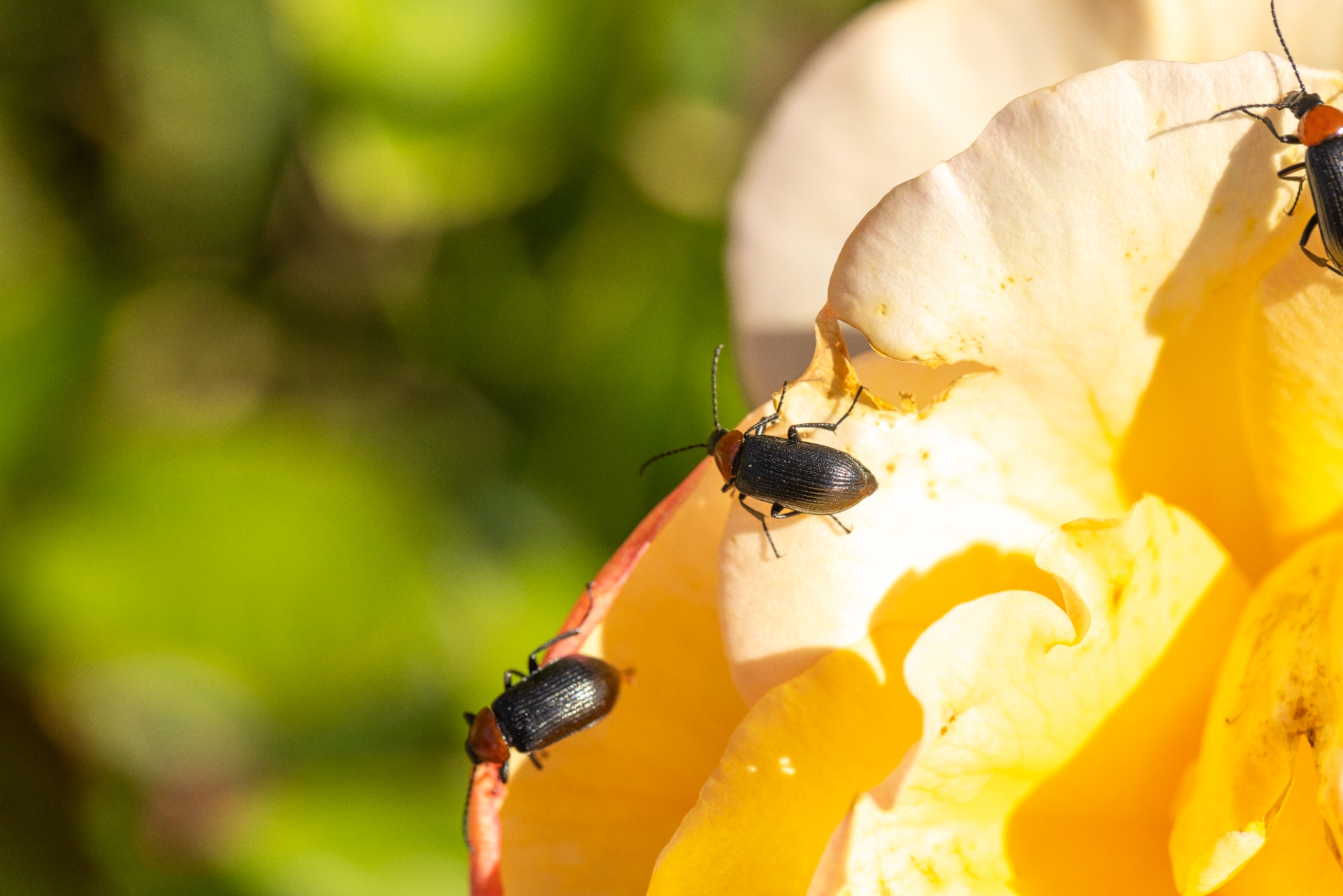 beetle on flower