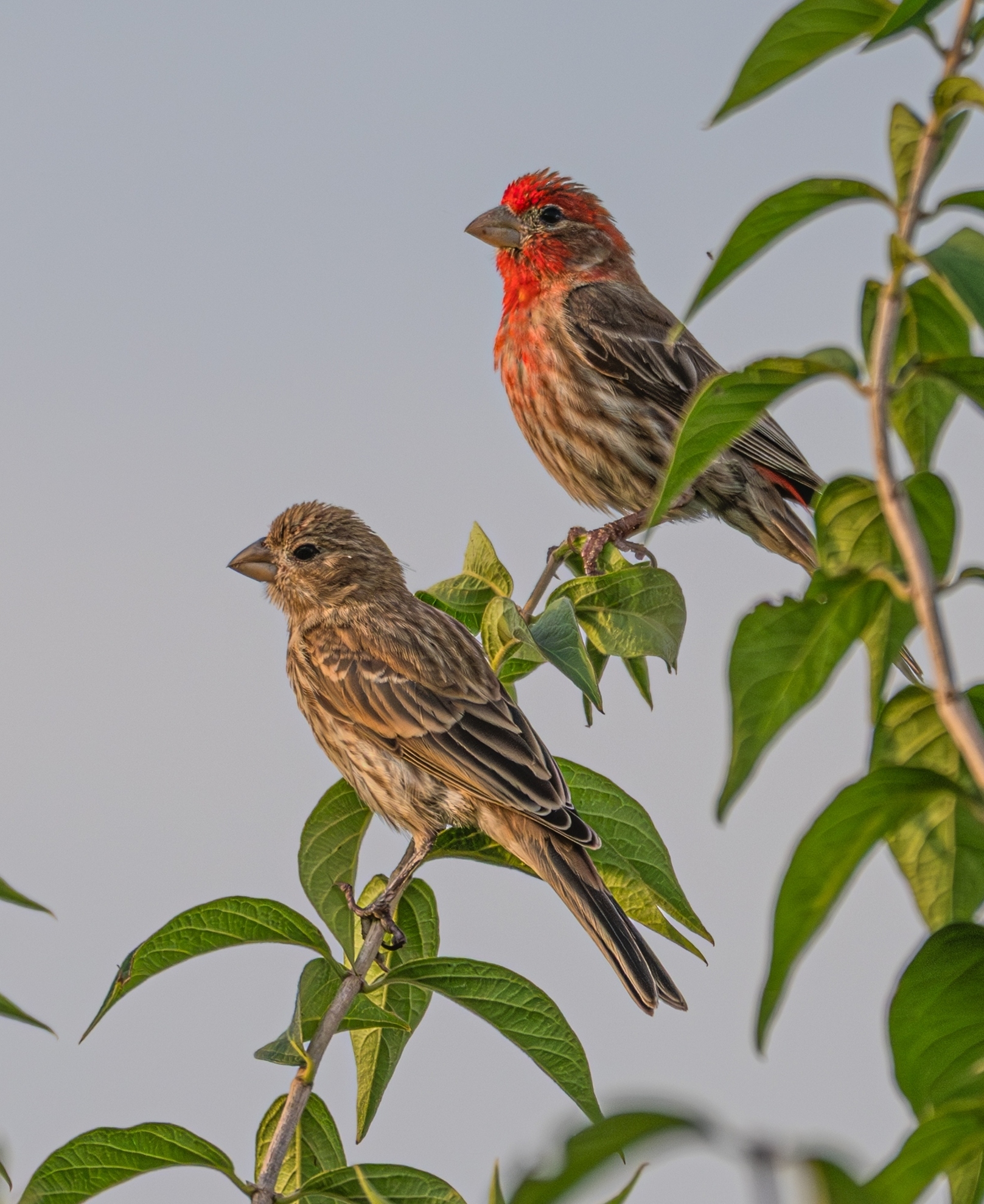 pair of house finches