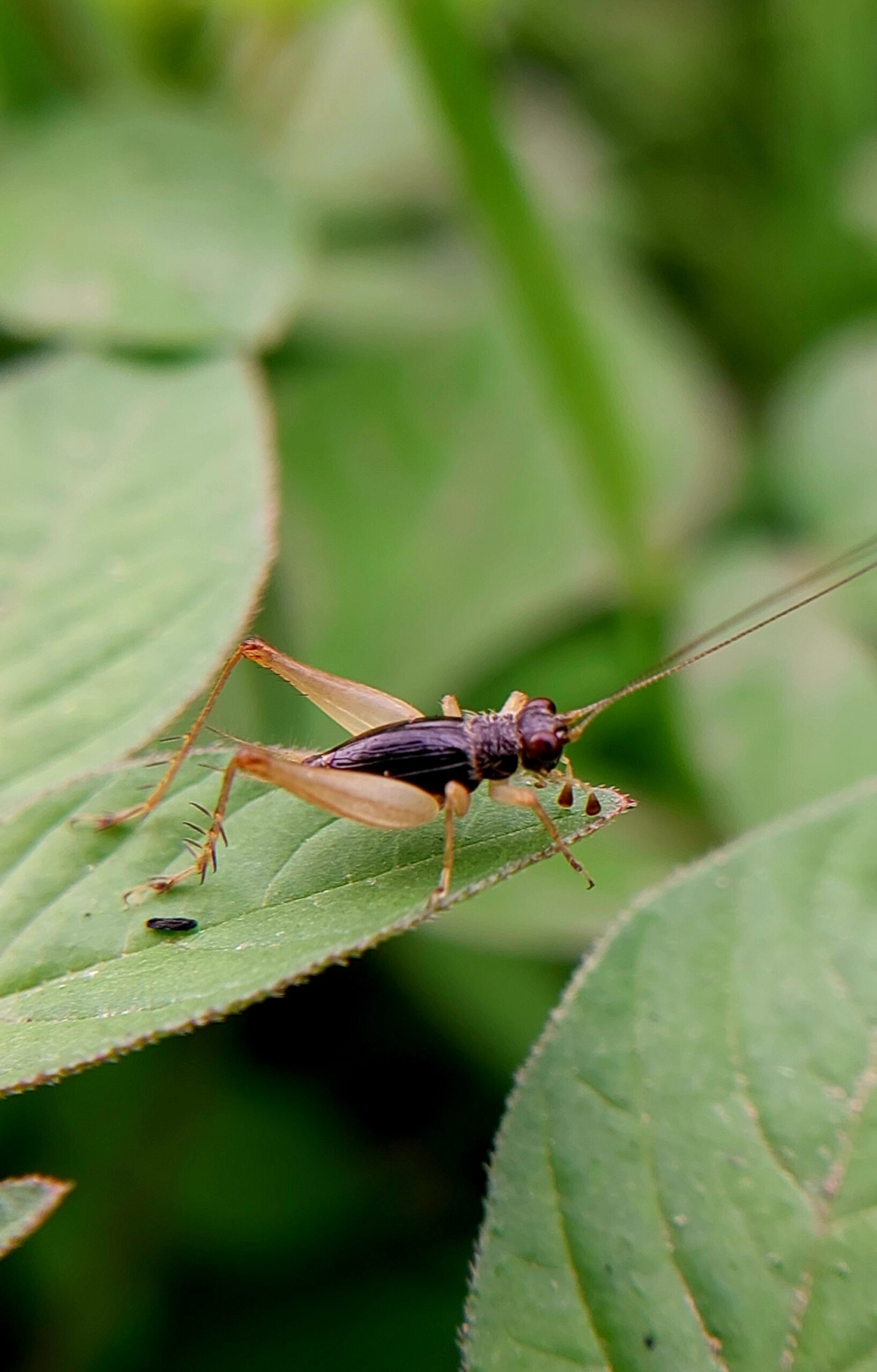 cricket